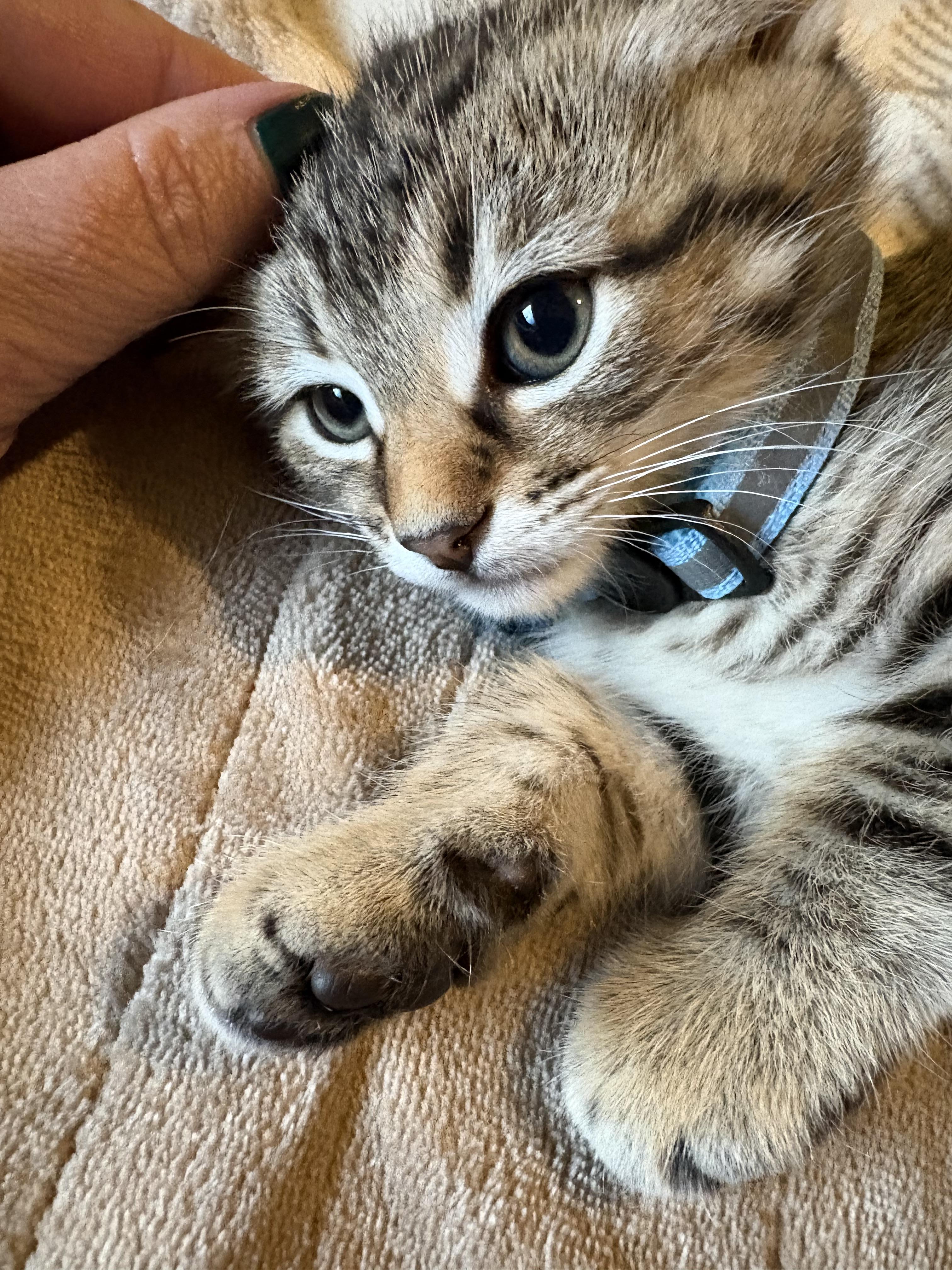 Enlarge Sloan, a ADOPTABLE American Shorthair in Forney, TX image 3/4