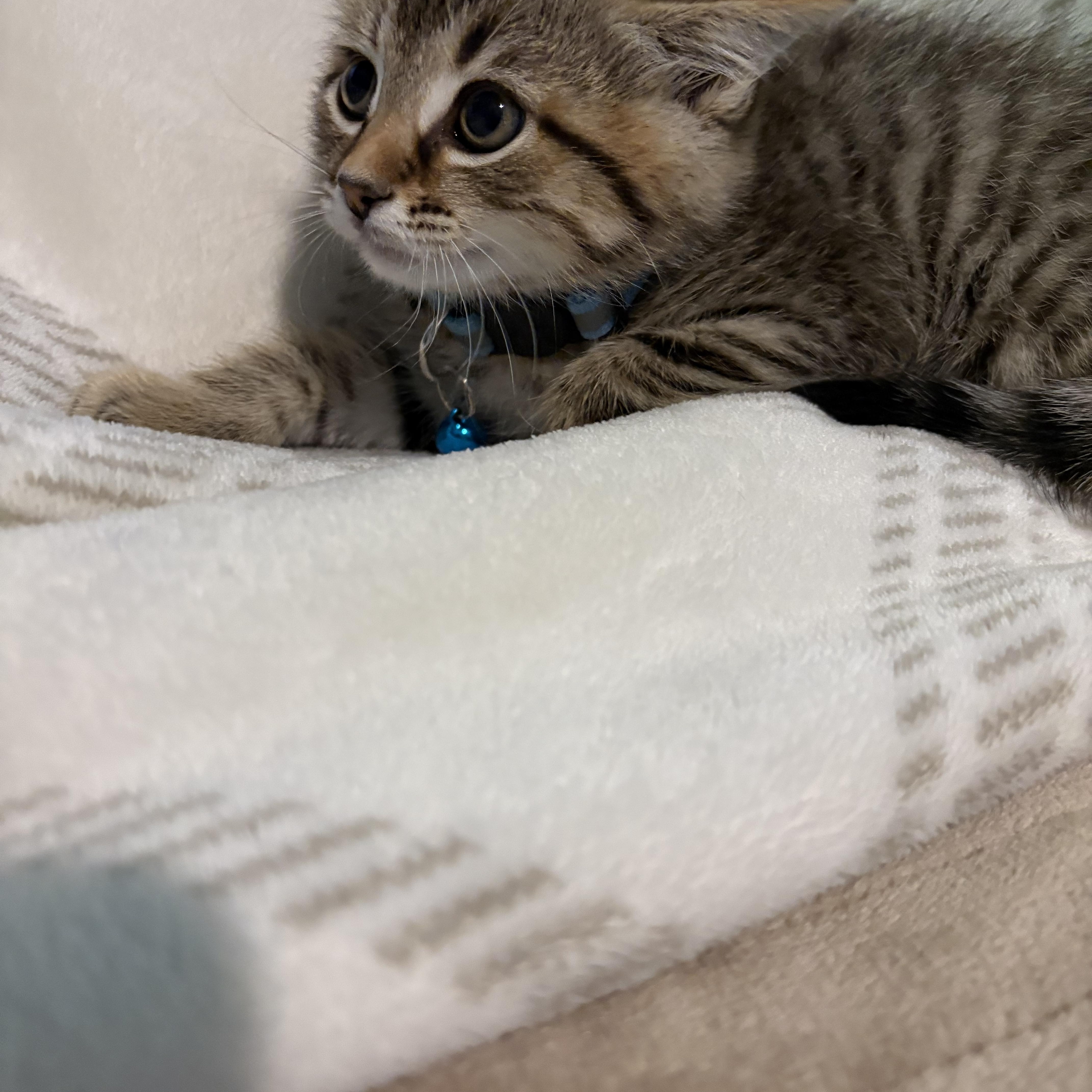 Enlarge Sloan, a ADOPTABLE American Shorthair in Forney, TX image 4/4