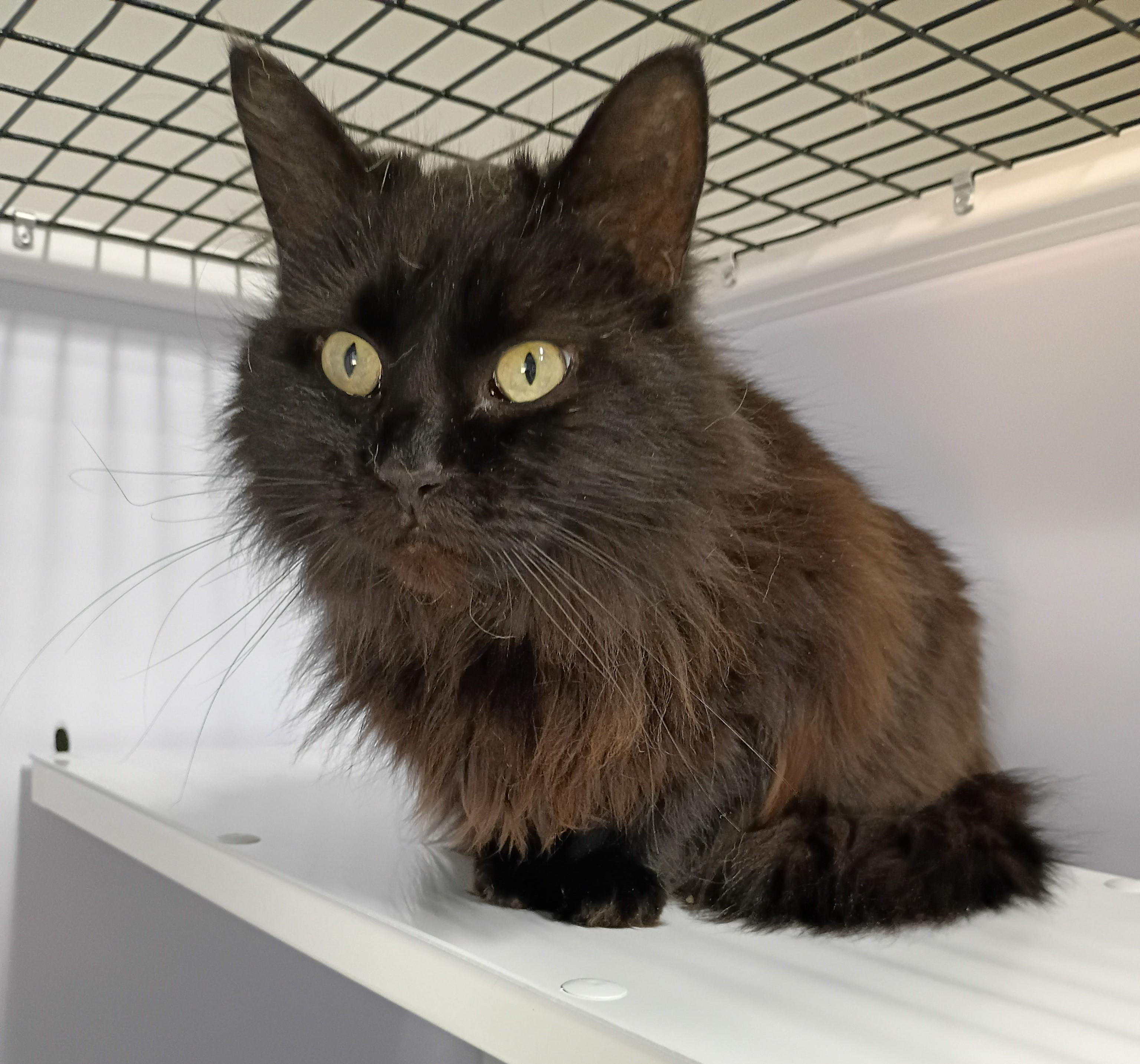 Mischief, an adopted Domestic Long Hair in Rogersville, TN image 2/4