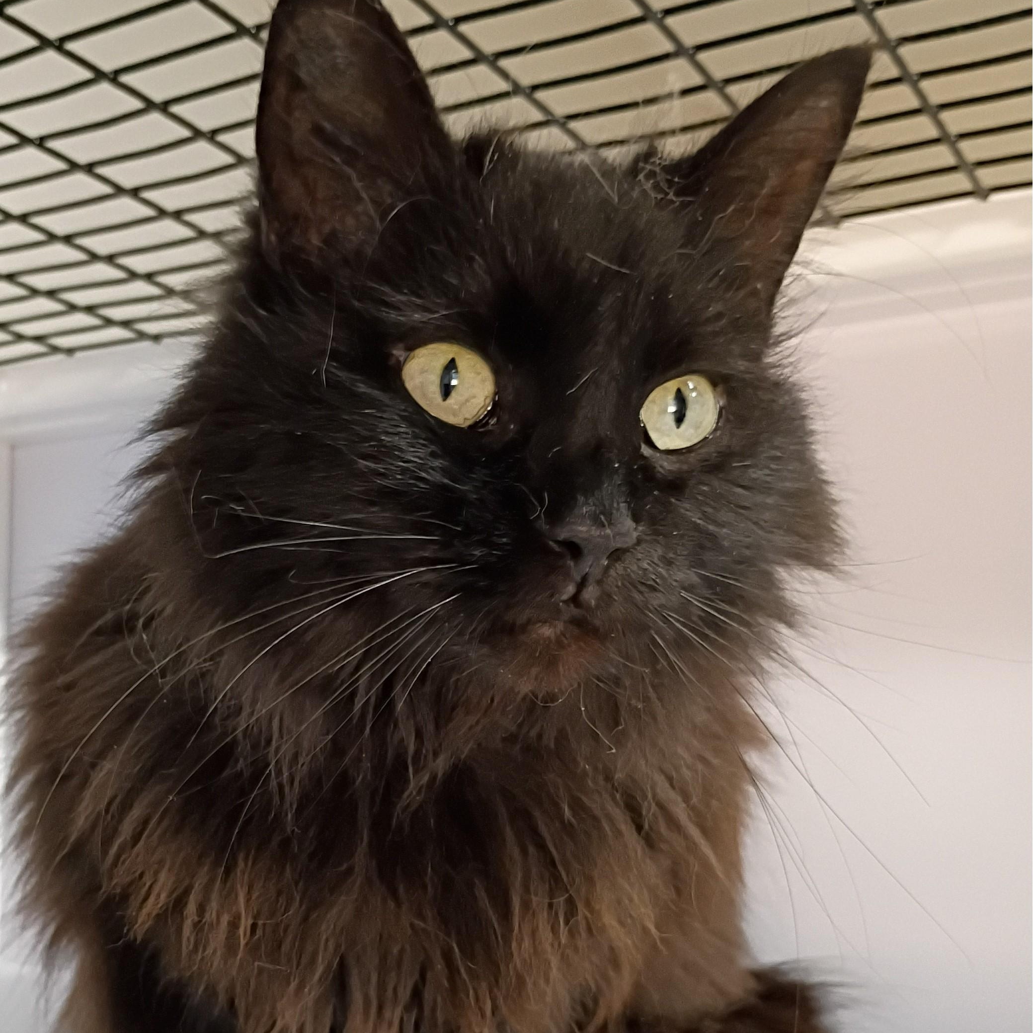 Mischief, an adopted Domestic Long Hair in Rogersville, TN image 3/4