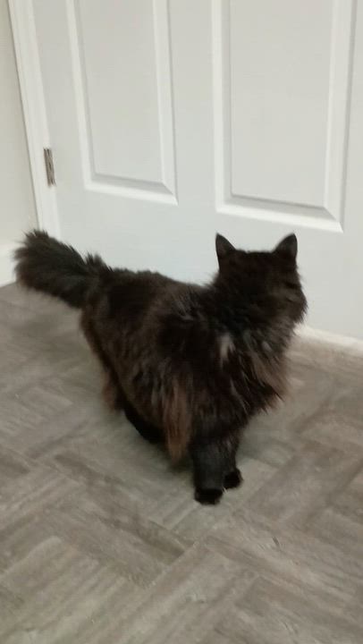 Enlarge Mischief, an adopted Domestic Long Hair in Rogersville, TN video 4/4