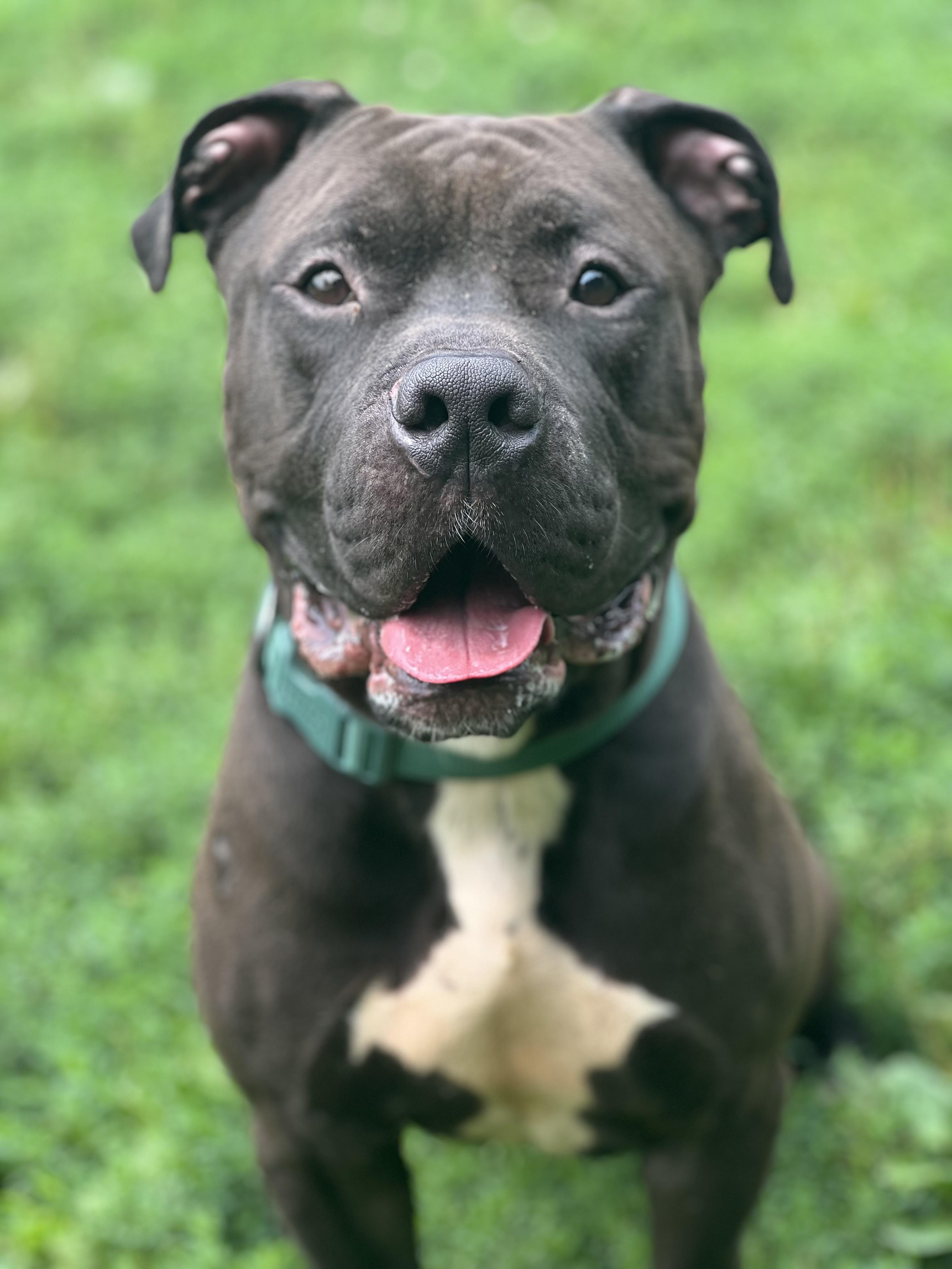 Bison, Adoptable, Young Male American Staffordshire Terrier & Staffordshire Bull Terrier.