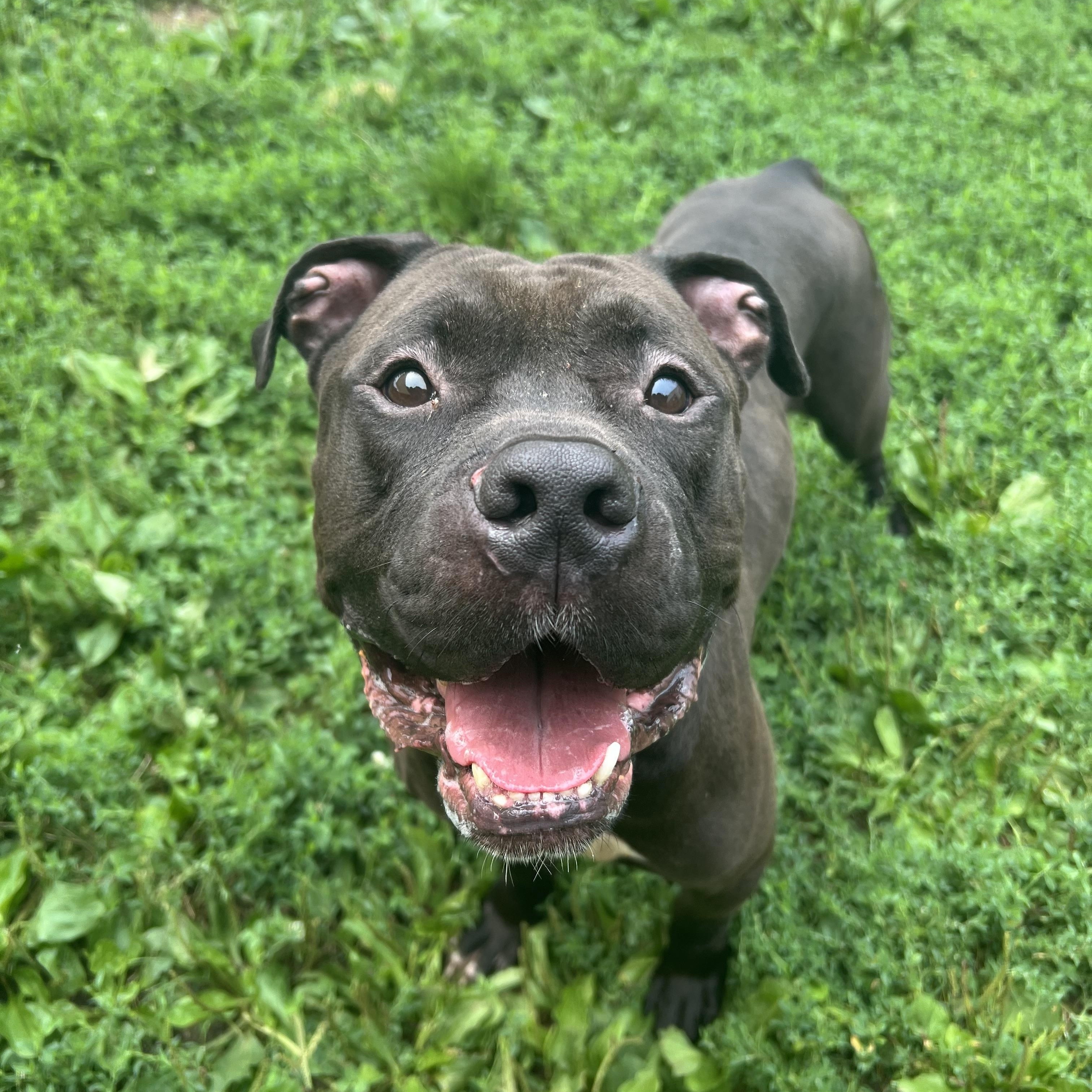 Enlarge Bison, a Adoptable mixed breed in Yonkers, NY image 2/6