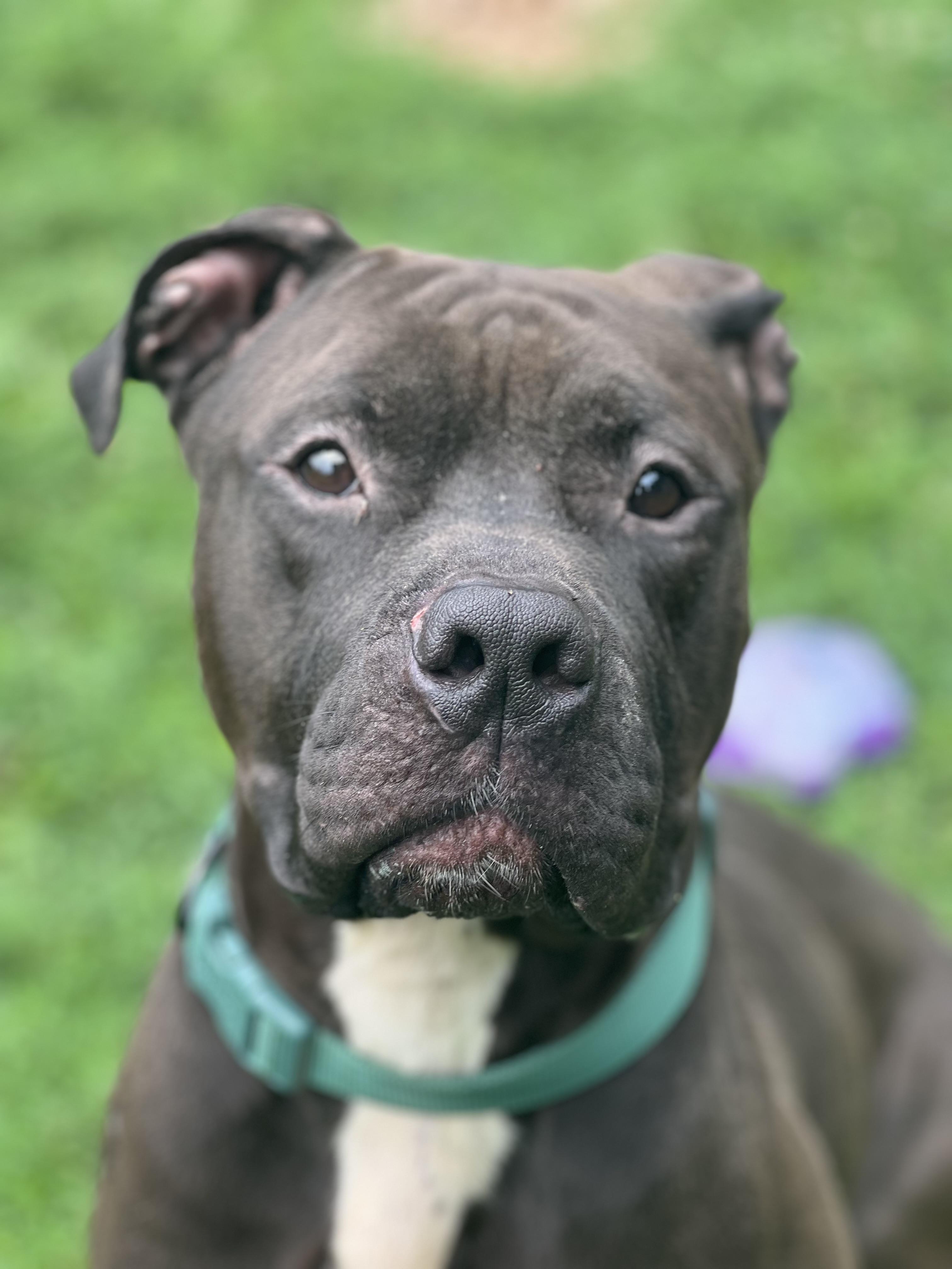Enlarge Bison, a Adoptable mixed breed in Yonkers, NY image 3/6