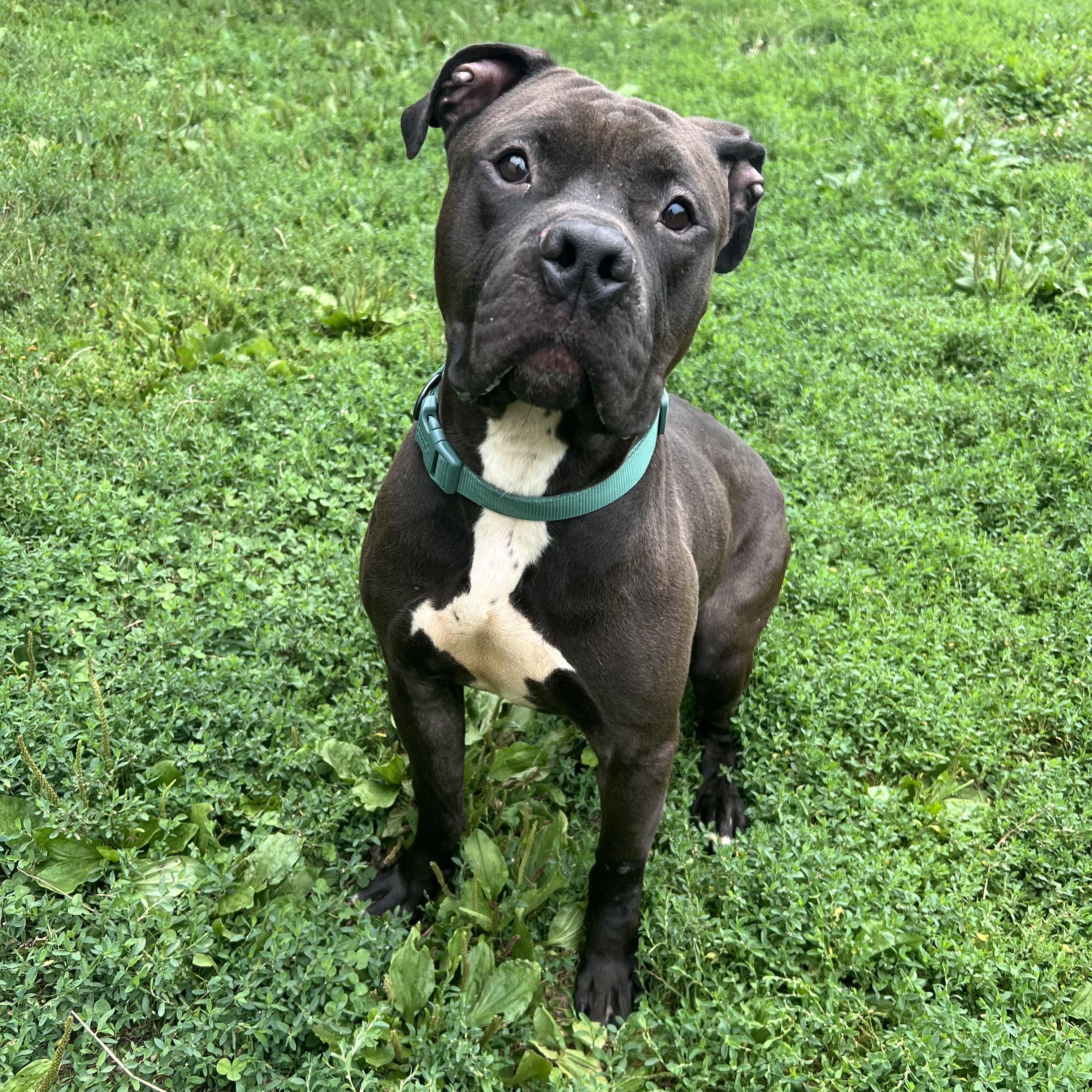 Bison, Adoptable, Young Male American Staffordshire Terrier & Staffordshire Bull Terrier.