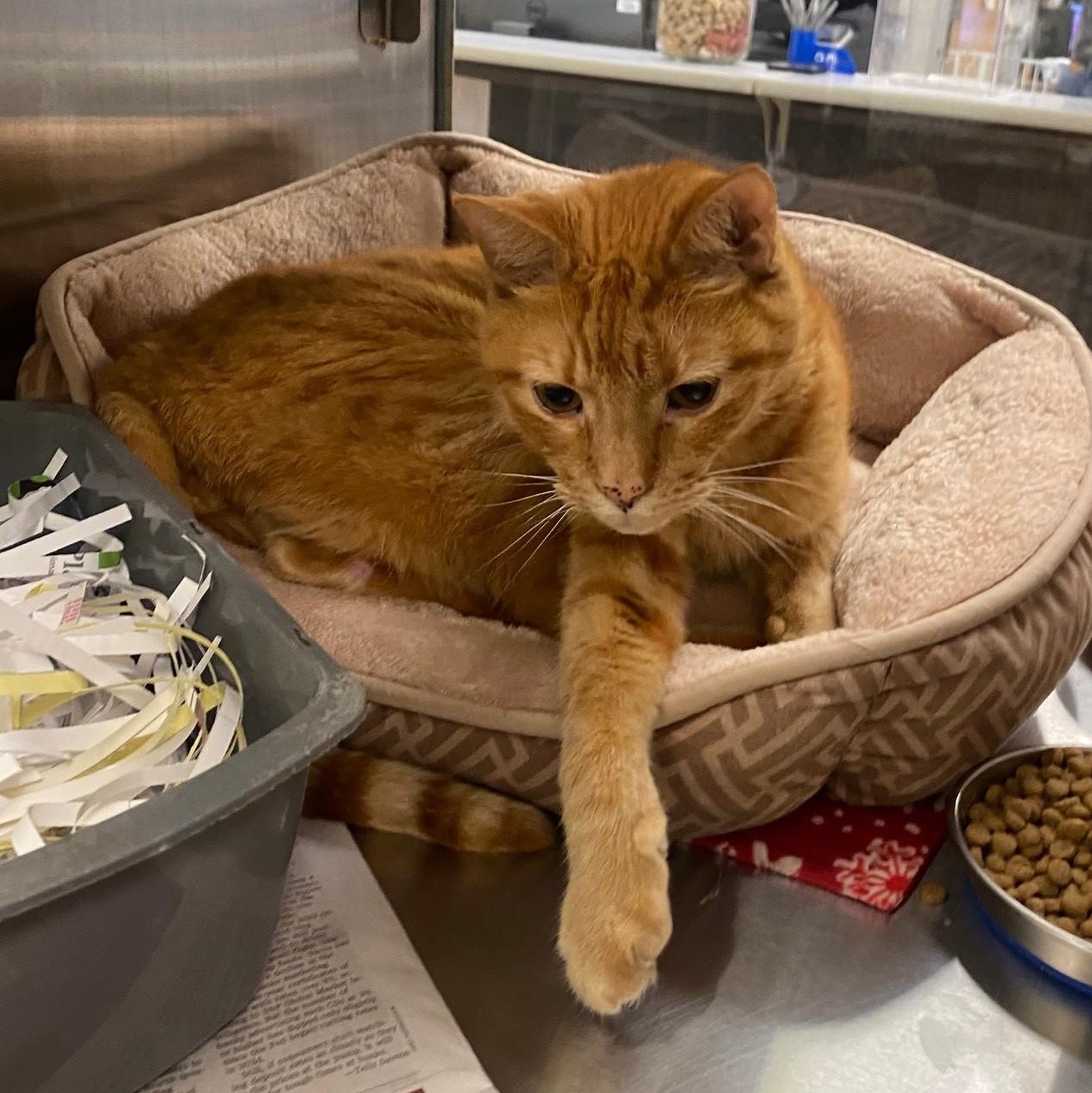 Enlarge Simba A216938, an adopted Domestic Short Hair in Plano, TX image 2/2