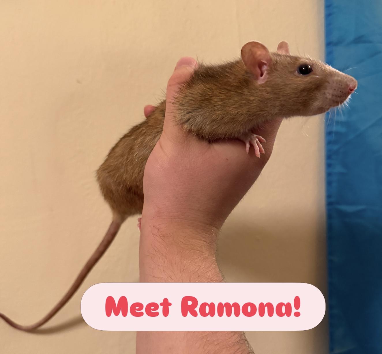 Ramona & Serafina, a ADOPTABLE Rat in Minneapolis, MN image 4/4