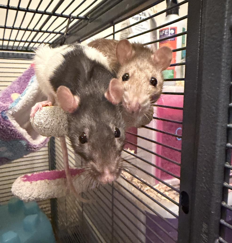 Ramona & Serafina, a ADOPTABLE Rat in Minneapolis, MN image 1/4