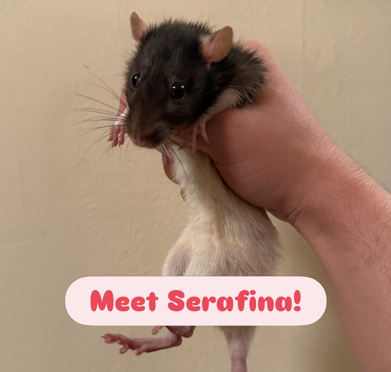 Ramona & Serafina, a ADOPTABLE Rat in Minneapolis, MN image 3/4