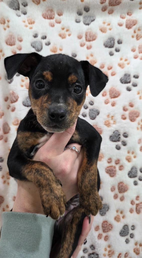 Ross, Adoptable, Puppy Male Chihuahua & Australian Cattle Dog / Blue Heeler.