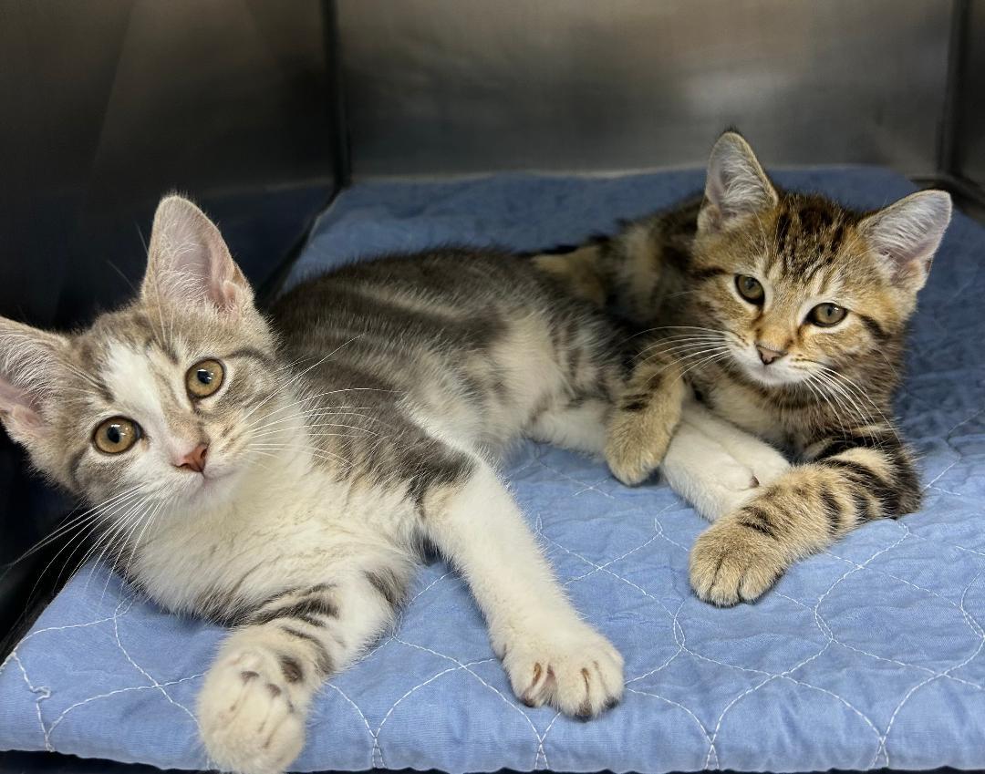 Dabbney  BONDED TO Danno