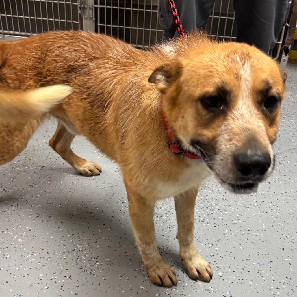 (CCSO) Red, Adoptable, Adult Male Cattle Dog.