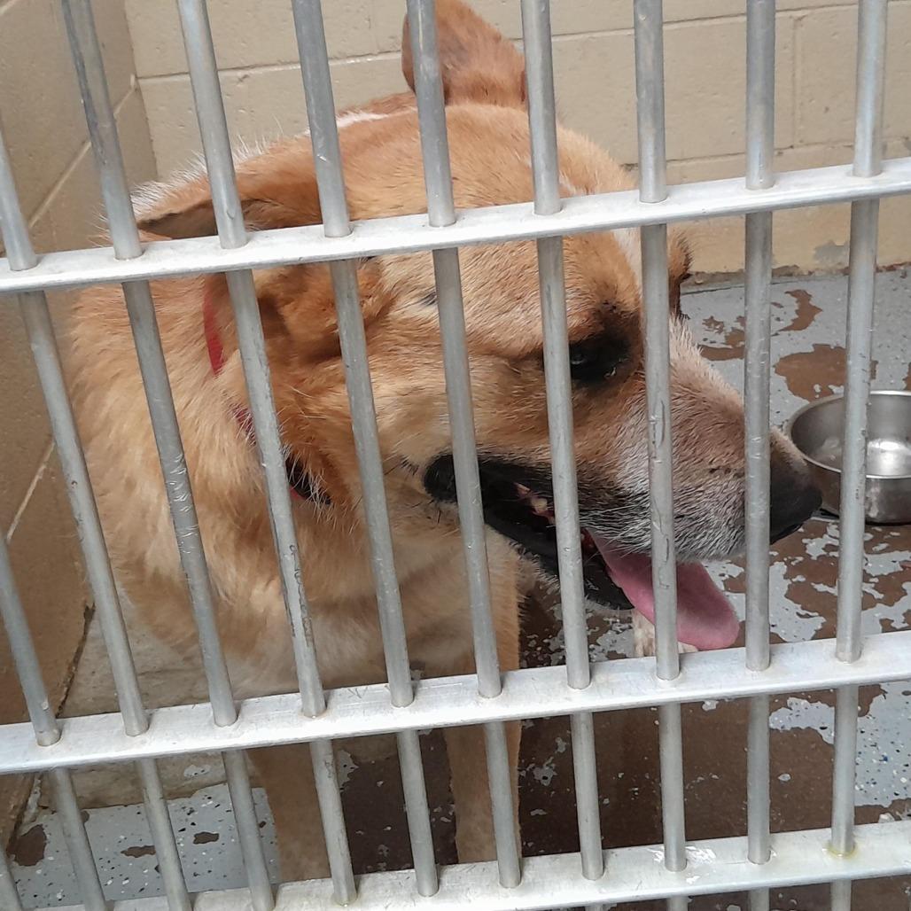 Enlarge (CCSO) Red, a Adoptable Cattle Dog in Douglas, AZ image 1/1