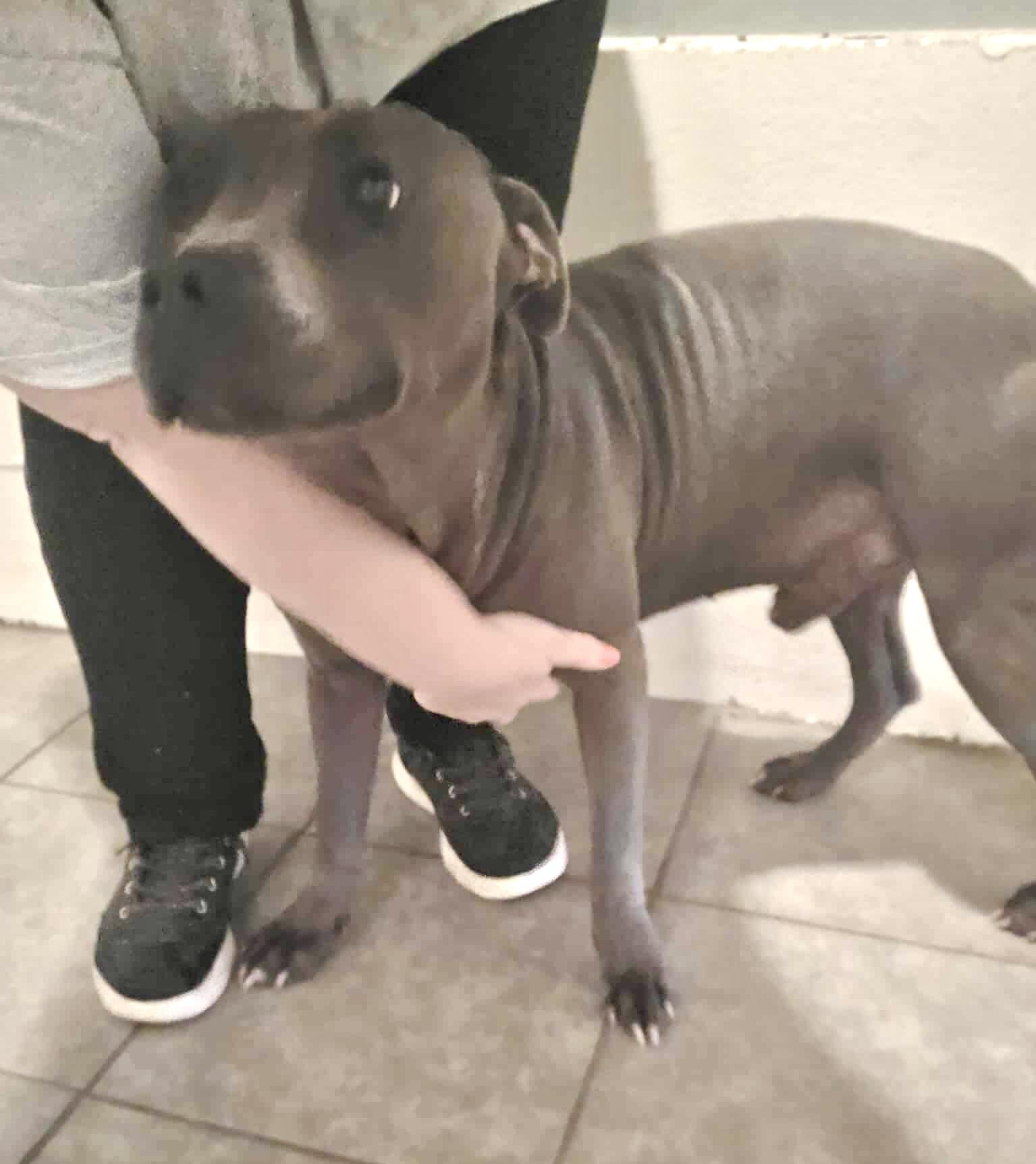 Bubba, ADOPTABLE, Young Male Staffordshire Bull Terrier & Terrier.