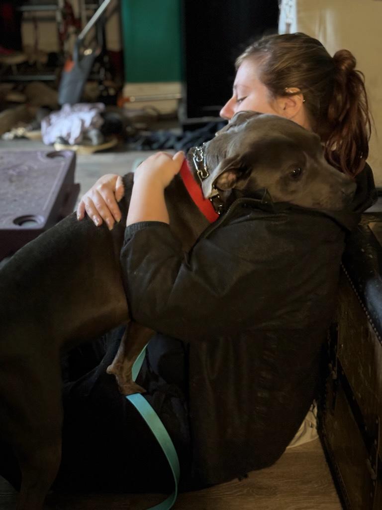 Bubba, ADOPTABLE, Young Male Staffordshire Bull Terrier & Terrier.