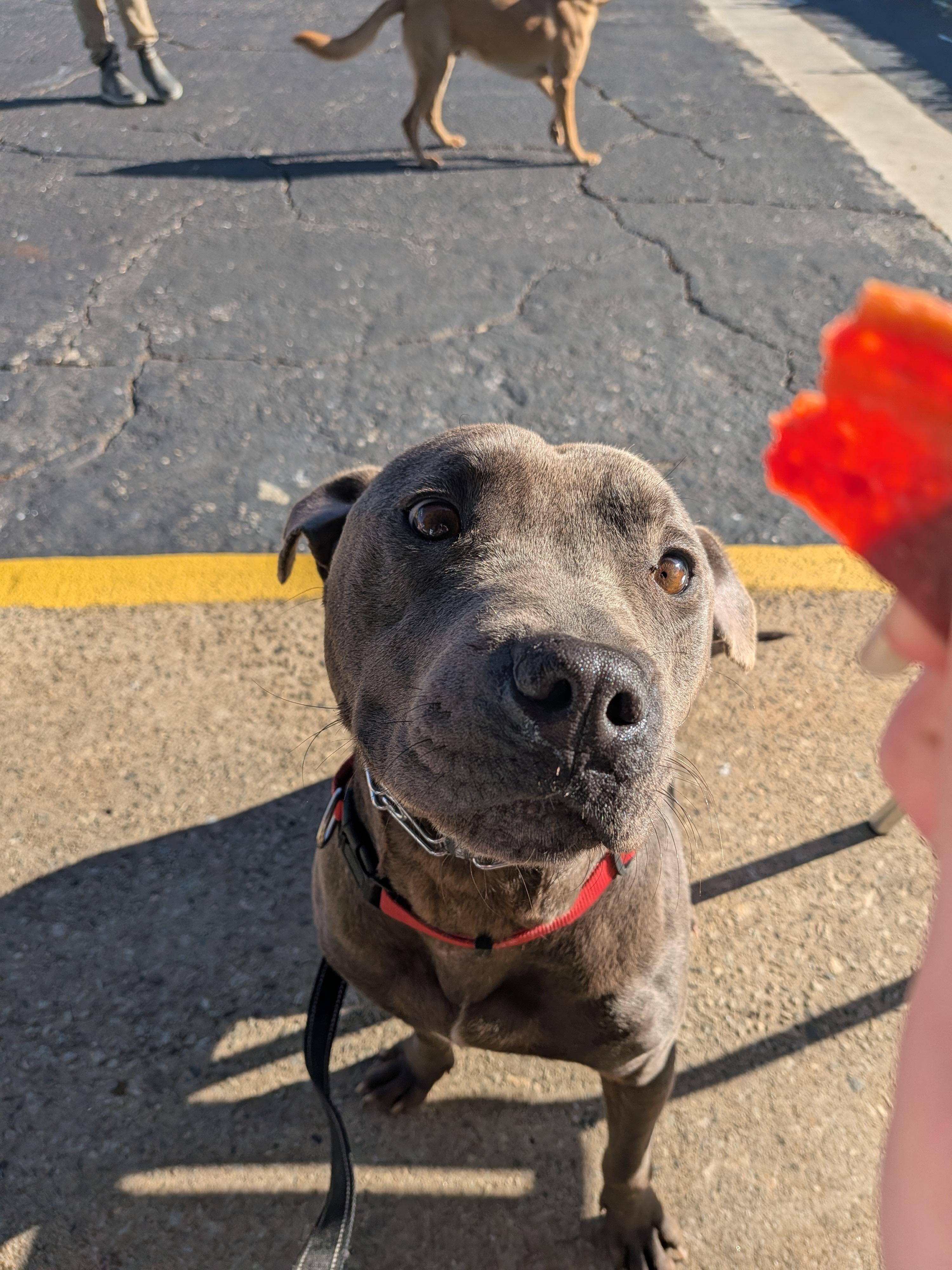 Bubba, a ADOPTABLE mixed breed in Statesville, NC image 2/6