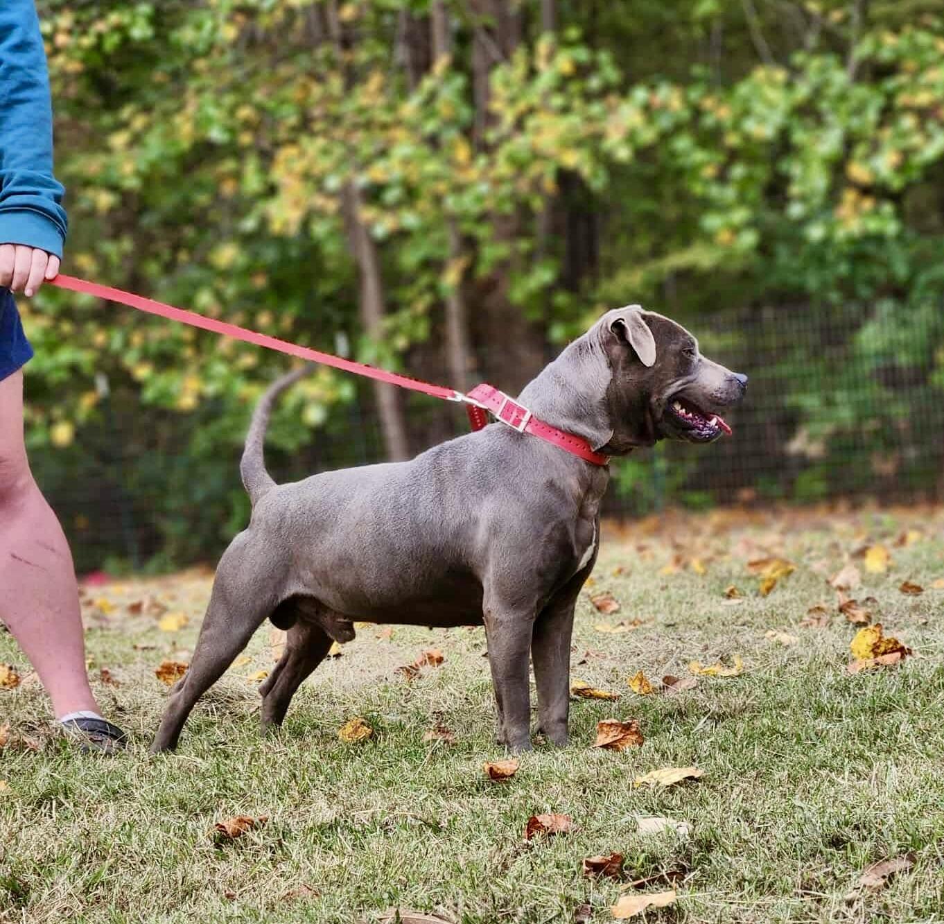 Bubba, a ADOPTABLE mixed breed in Statesville, NC image 6/6