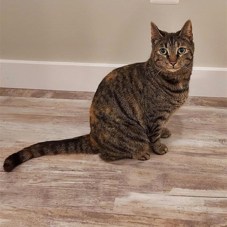 Precious (CP), a Adoptable Domestic Short Hair in Fairfax, VA image 1/2