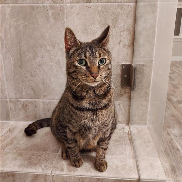 Precious (CP), a Adoptable Domestic Short Hair in Fairfax, VA image 2/2