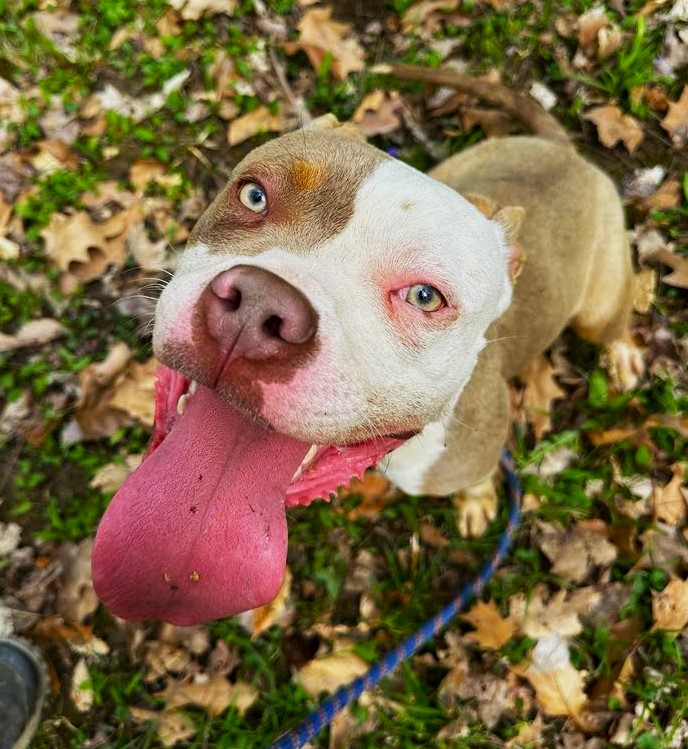 Marco, Adoptable, Adult Male Pit Bull Terrier & American Bully.