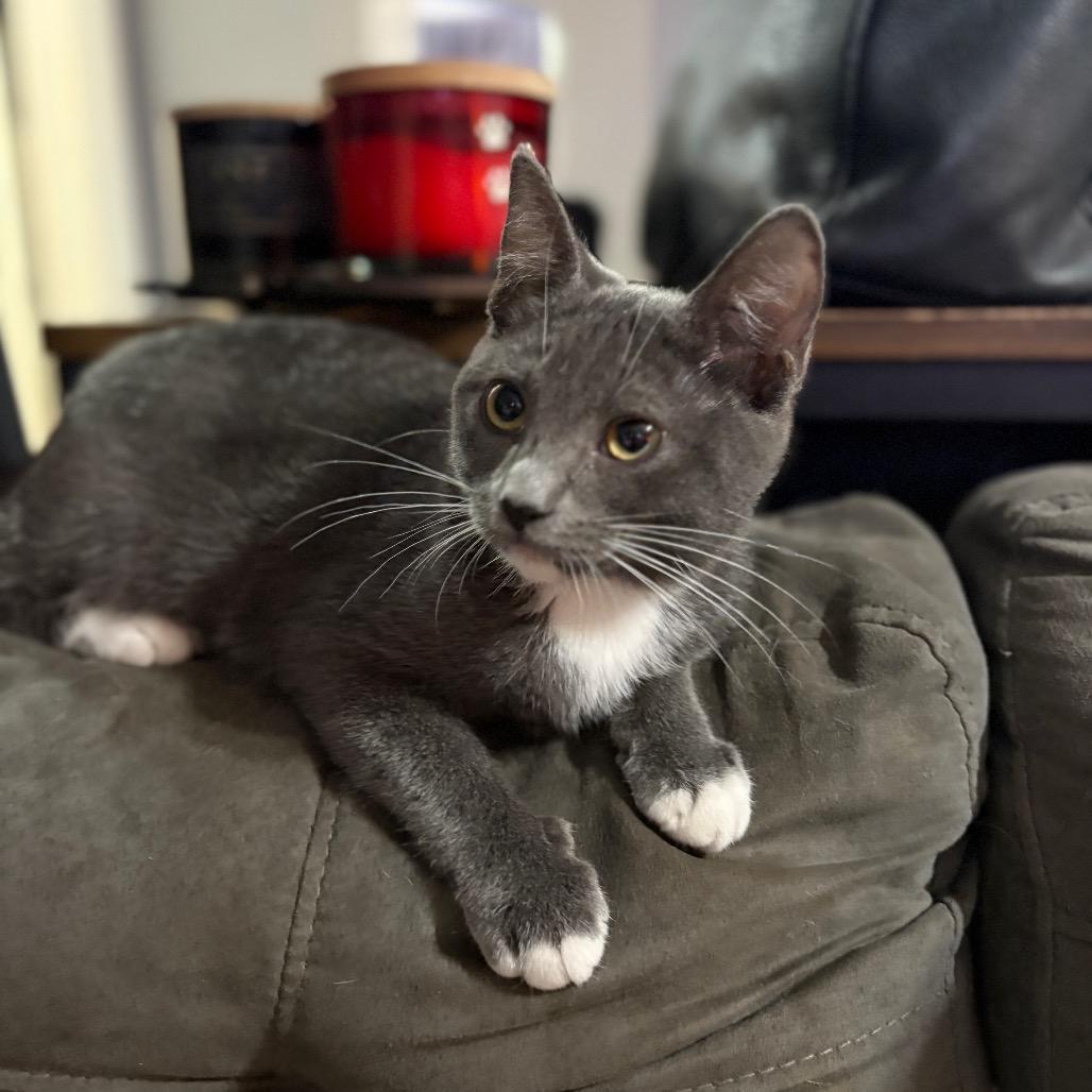 Lobo, a Adoptable mixed breed in Long Beach, CA image 2/5