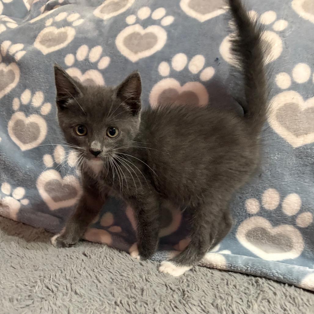 Lobo, a Adoptable mixed breed in Long Beach, CA image 3/5