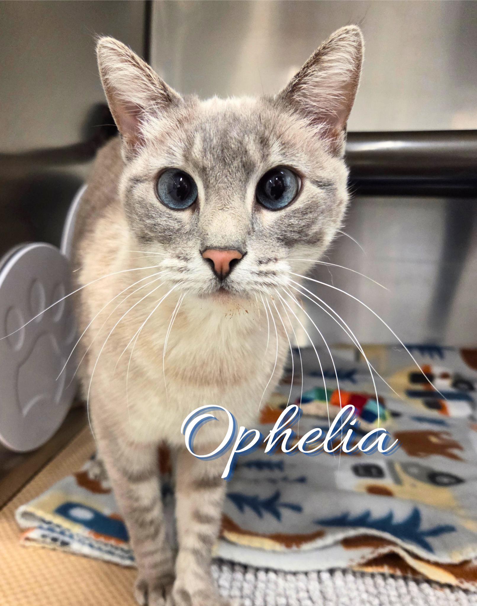 Ophelia, adopted, Young Female Siamese & Domestic Short Hair.
