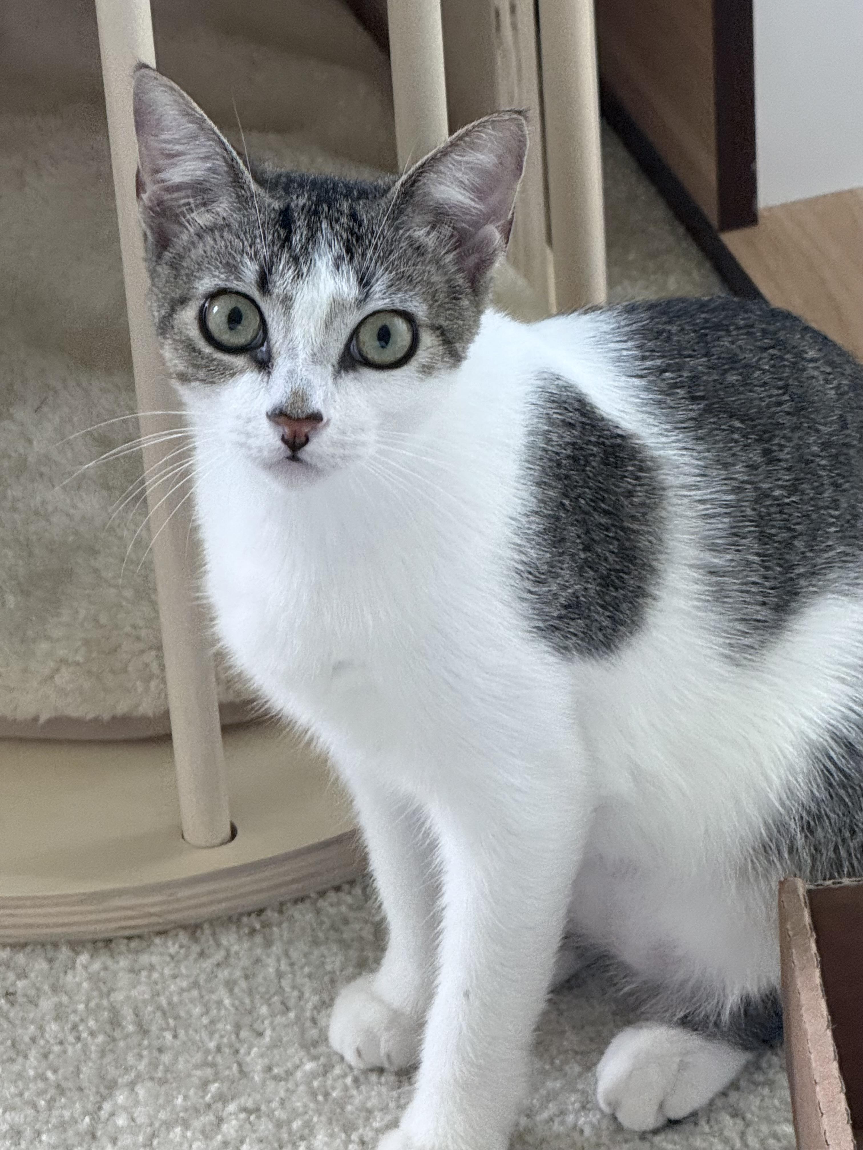 Apricot and Peach, ADOPTABLE, Kitten Female Turkish Van & Oriental Short Hair.