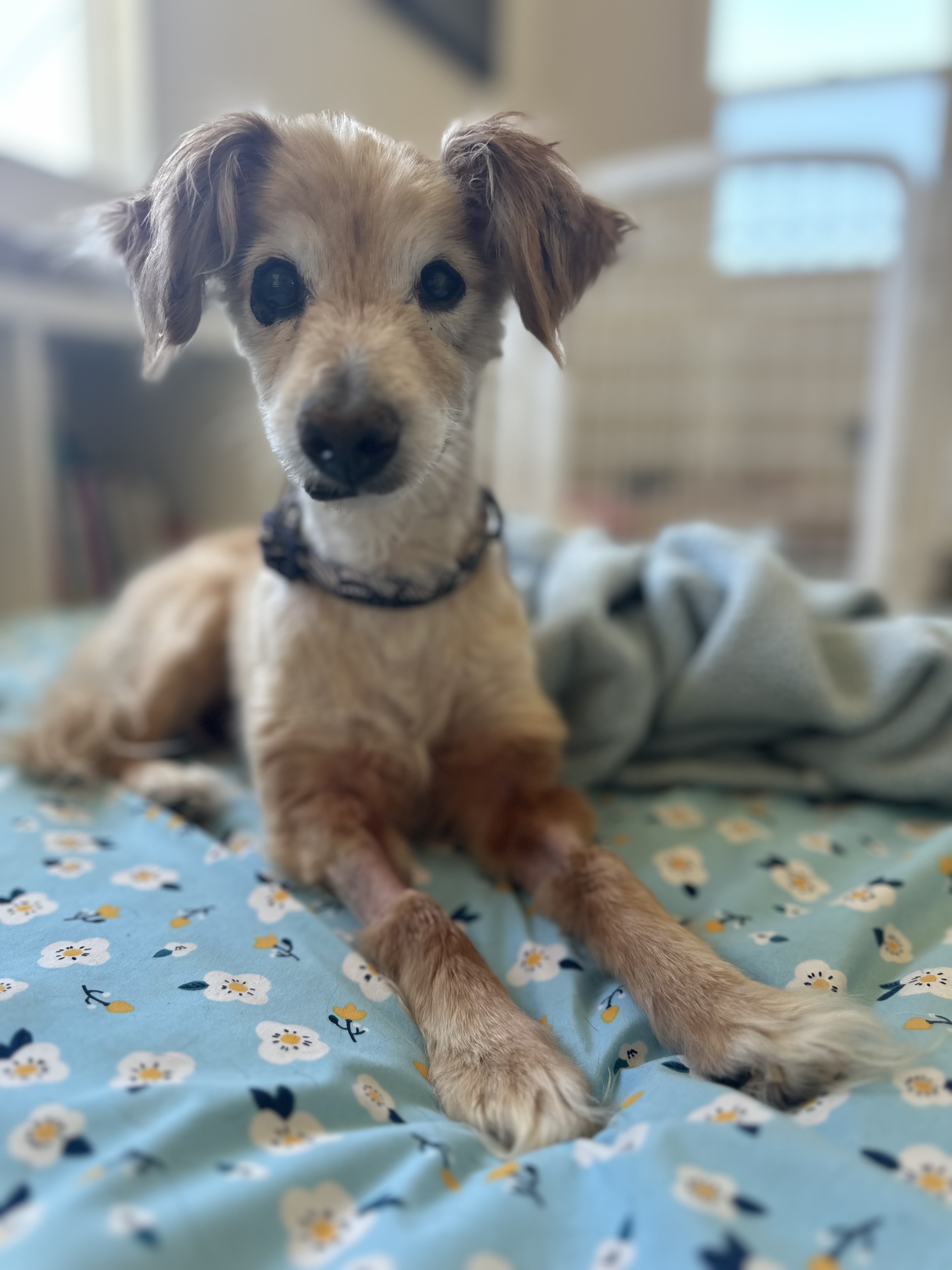 Enlarge Waffles, a Adopted mixed breed in Camarillo, CA image 1/3