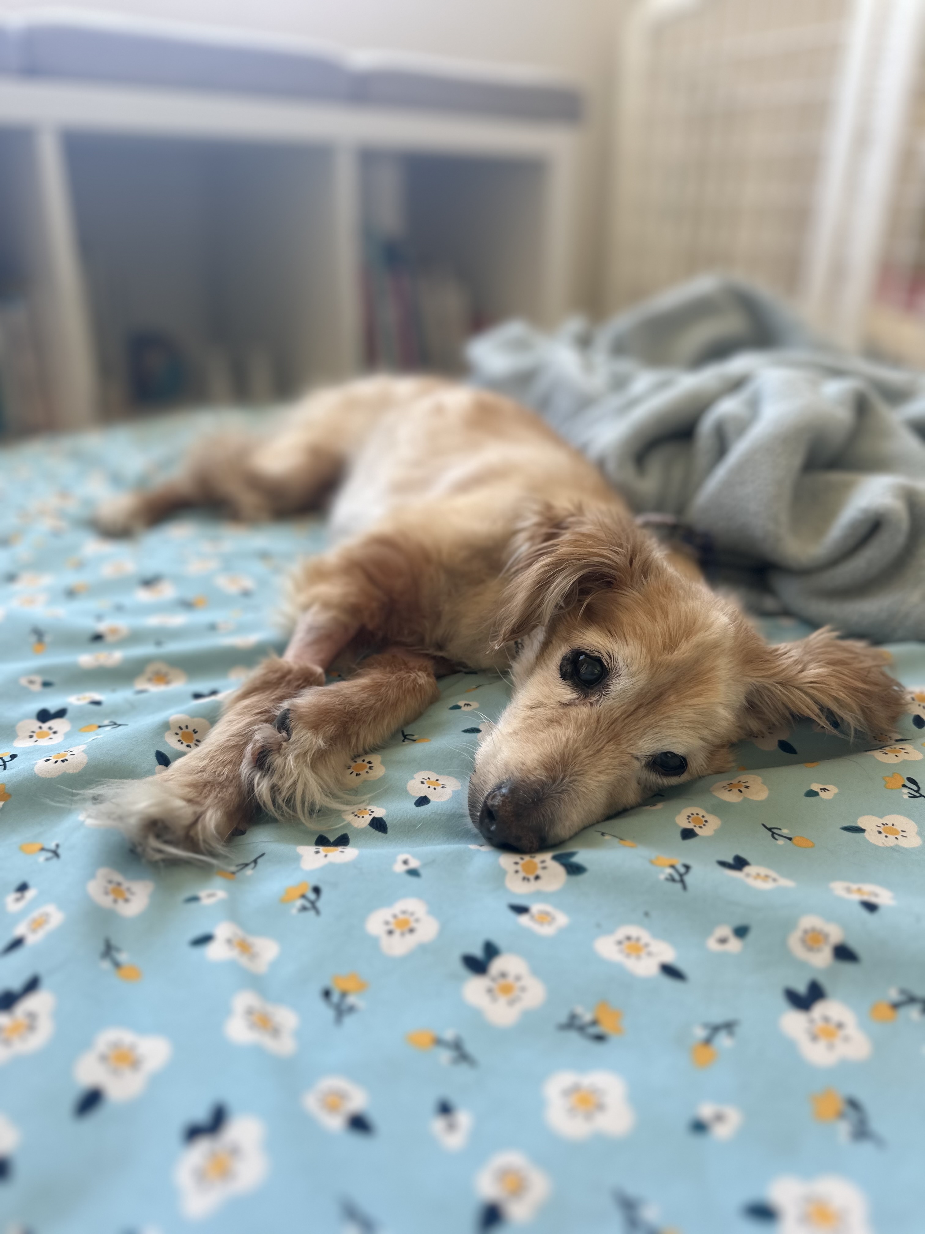 Enlarge Waffles, a Adopted mixed breed in Camarillo, CA image 2/3