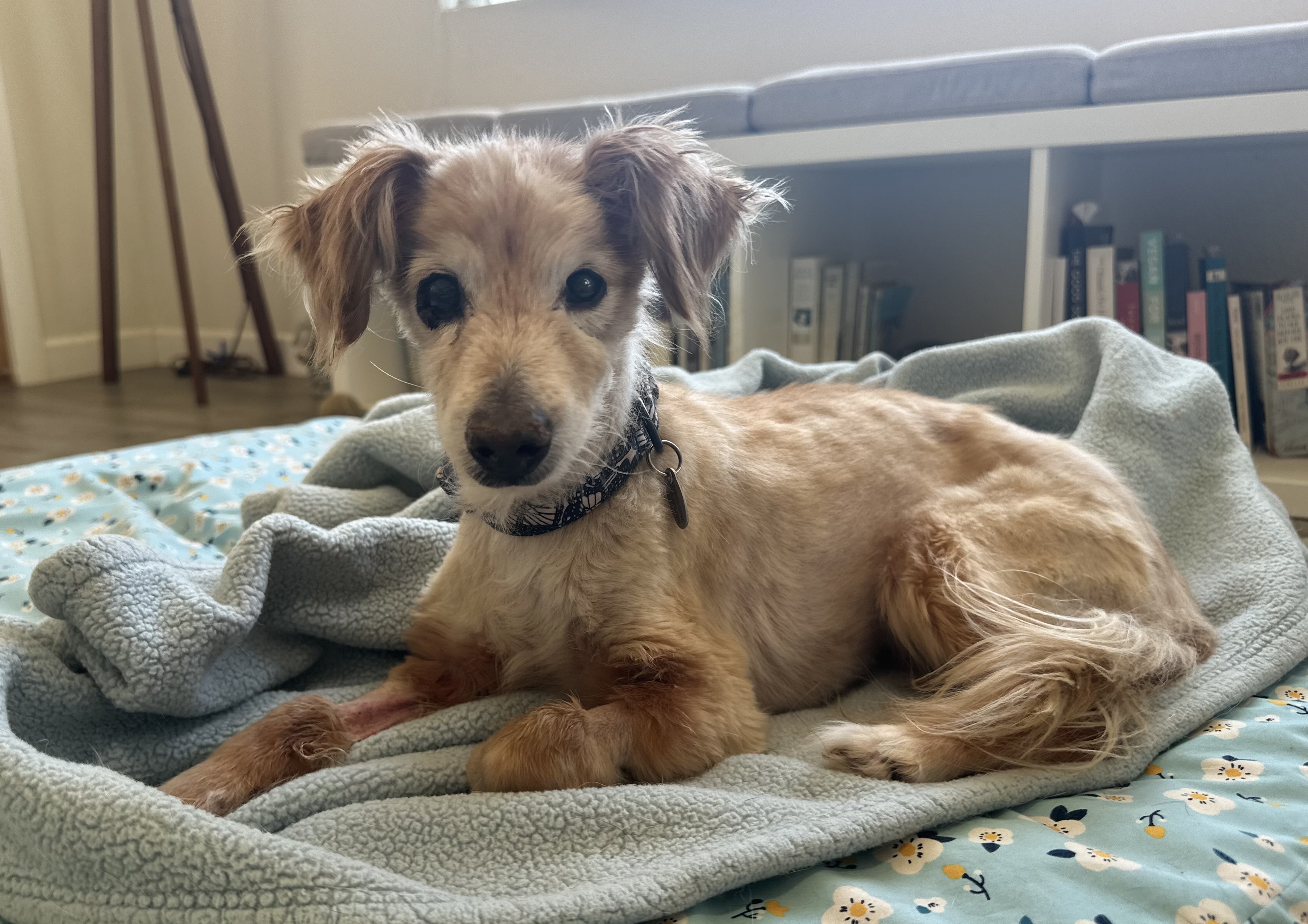 Enlarge Waffles, a Adopted mixed breed in Camarillo, CA image 3/3