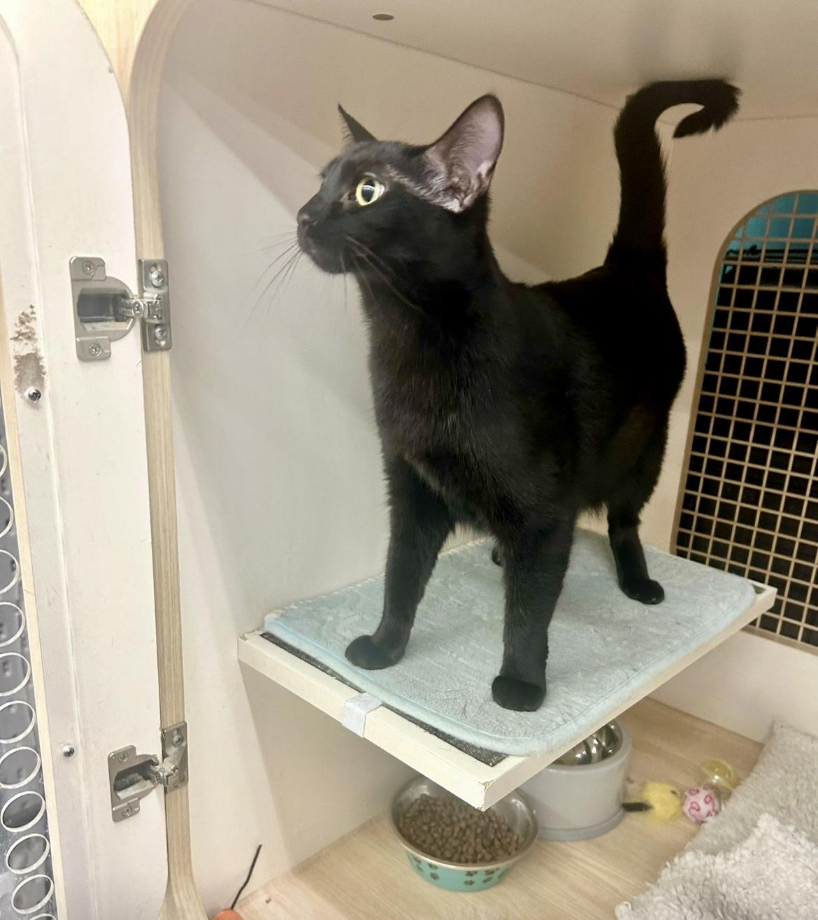 Dash ~ FIV Kitty