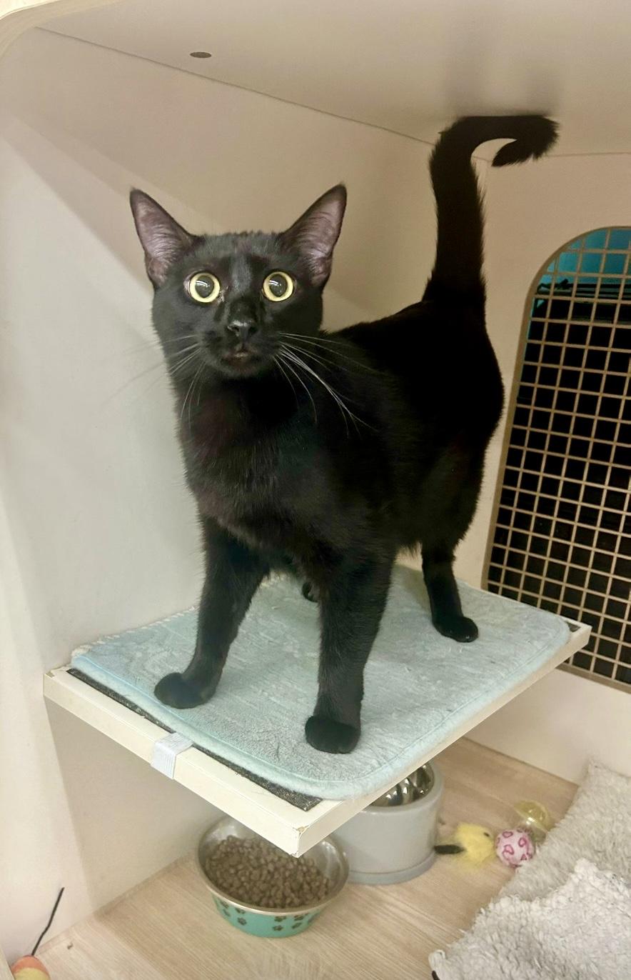 Dash ~ FIV Kitty
