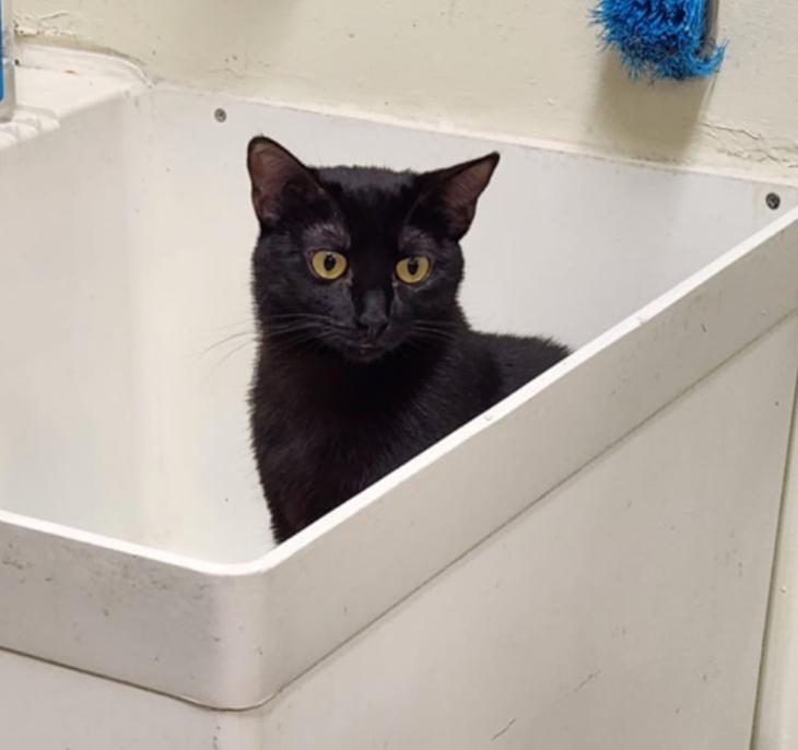 Dash ~ FIV Kitty