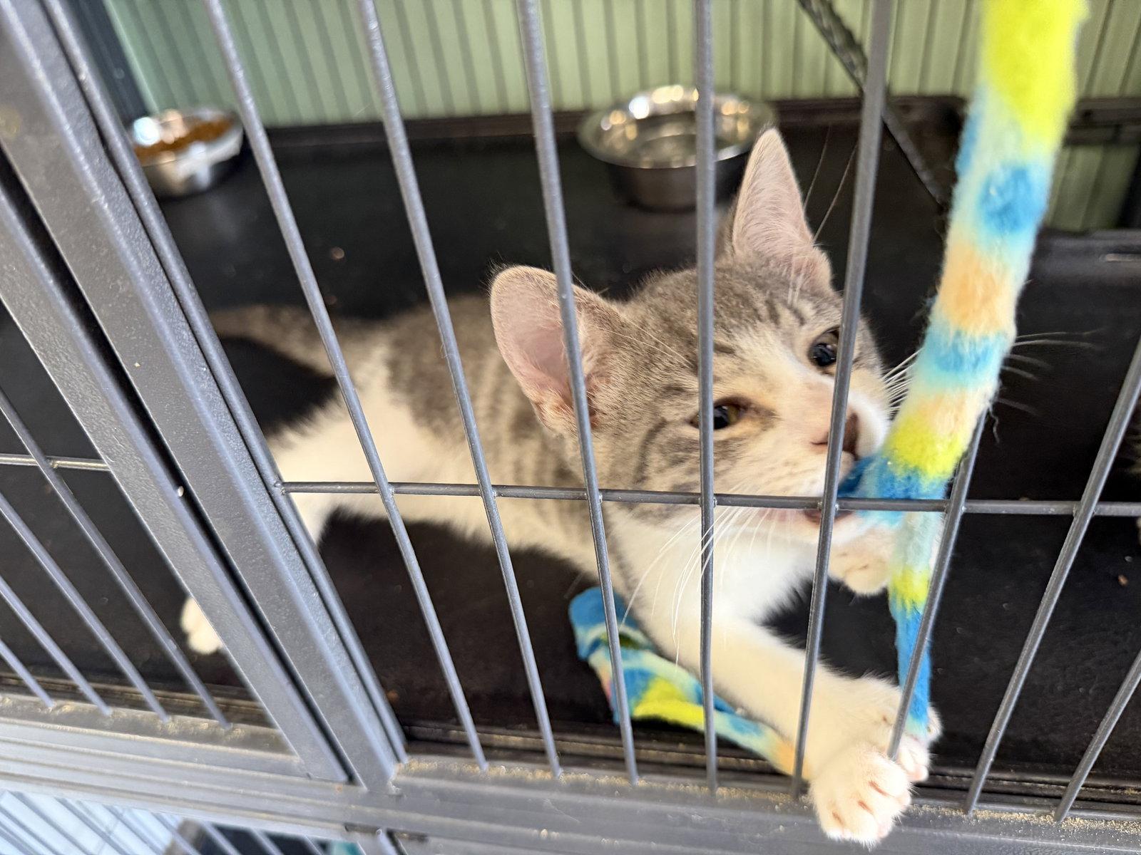 Tinky- Polydactyl!, Adopted, Kitten Male Domestic Short Hair.