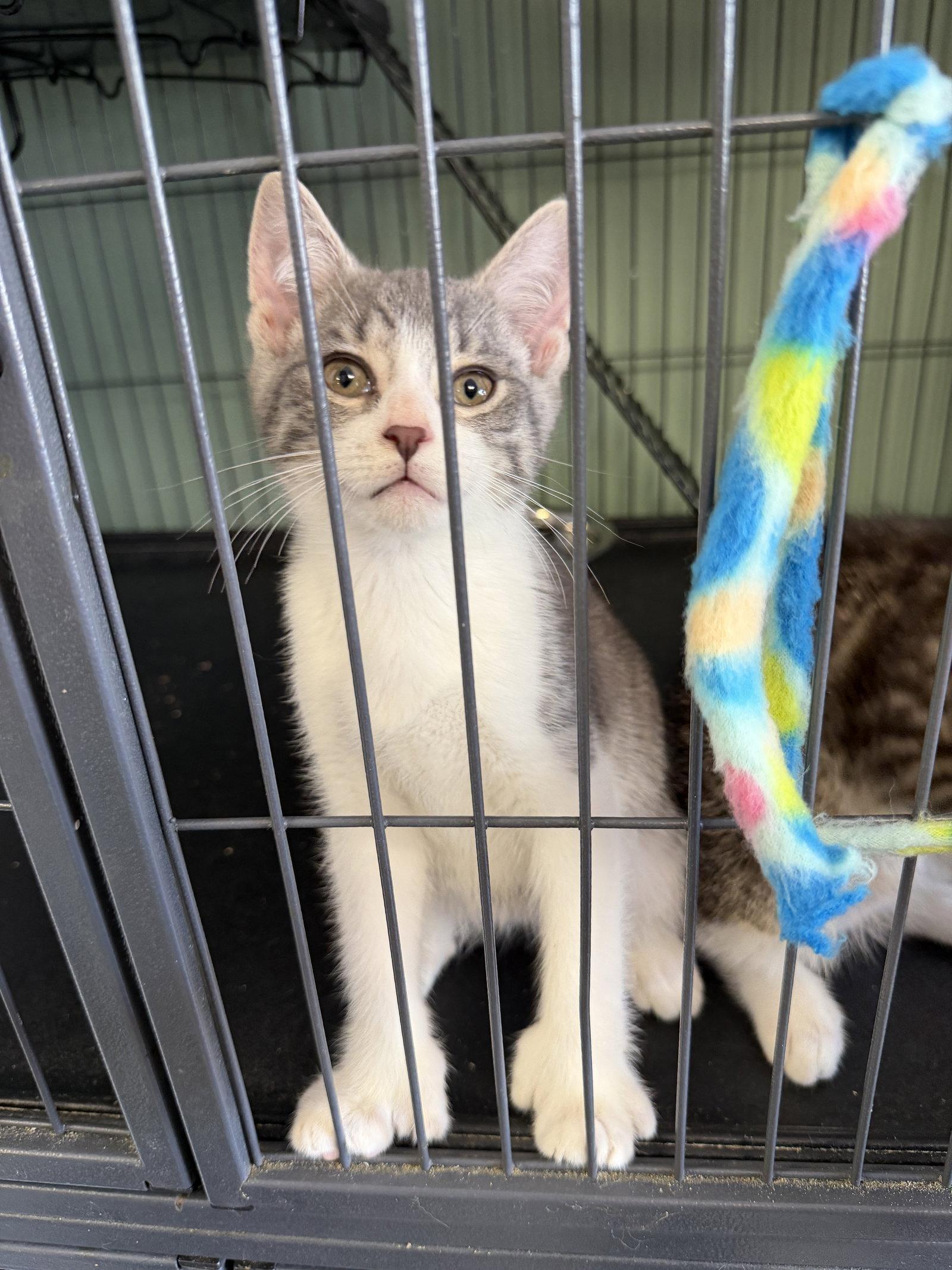 Enlarge Tinky- Polydactyl!, a Adopted Domestic Short Hair in Broomall, PA image 2/3