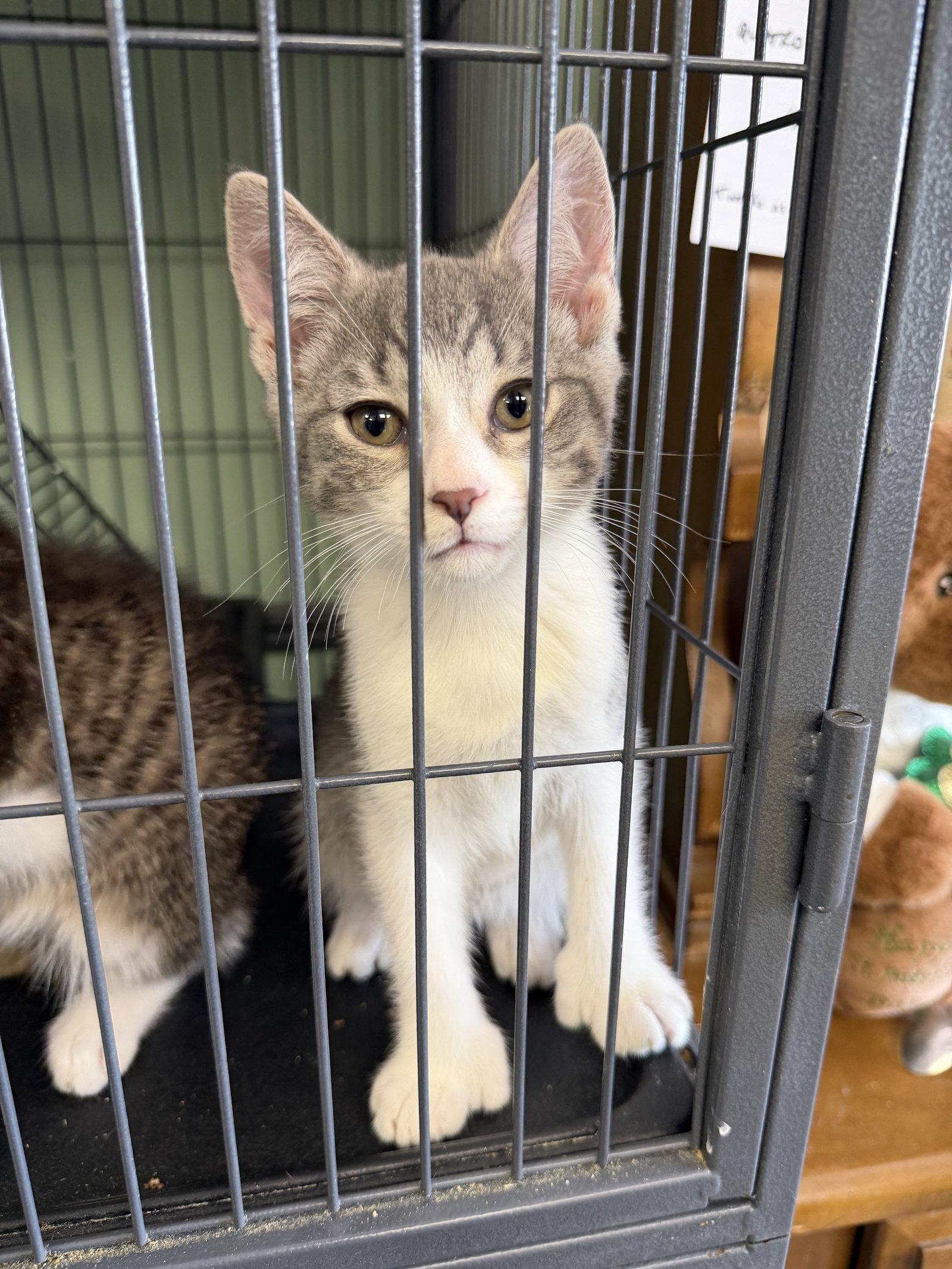 Enlarge Tinky- Polydactyl!, a Adopted Domestic Short Hair in Broomall, PA image 3/3