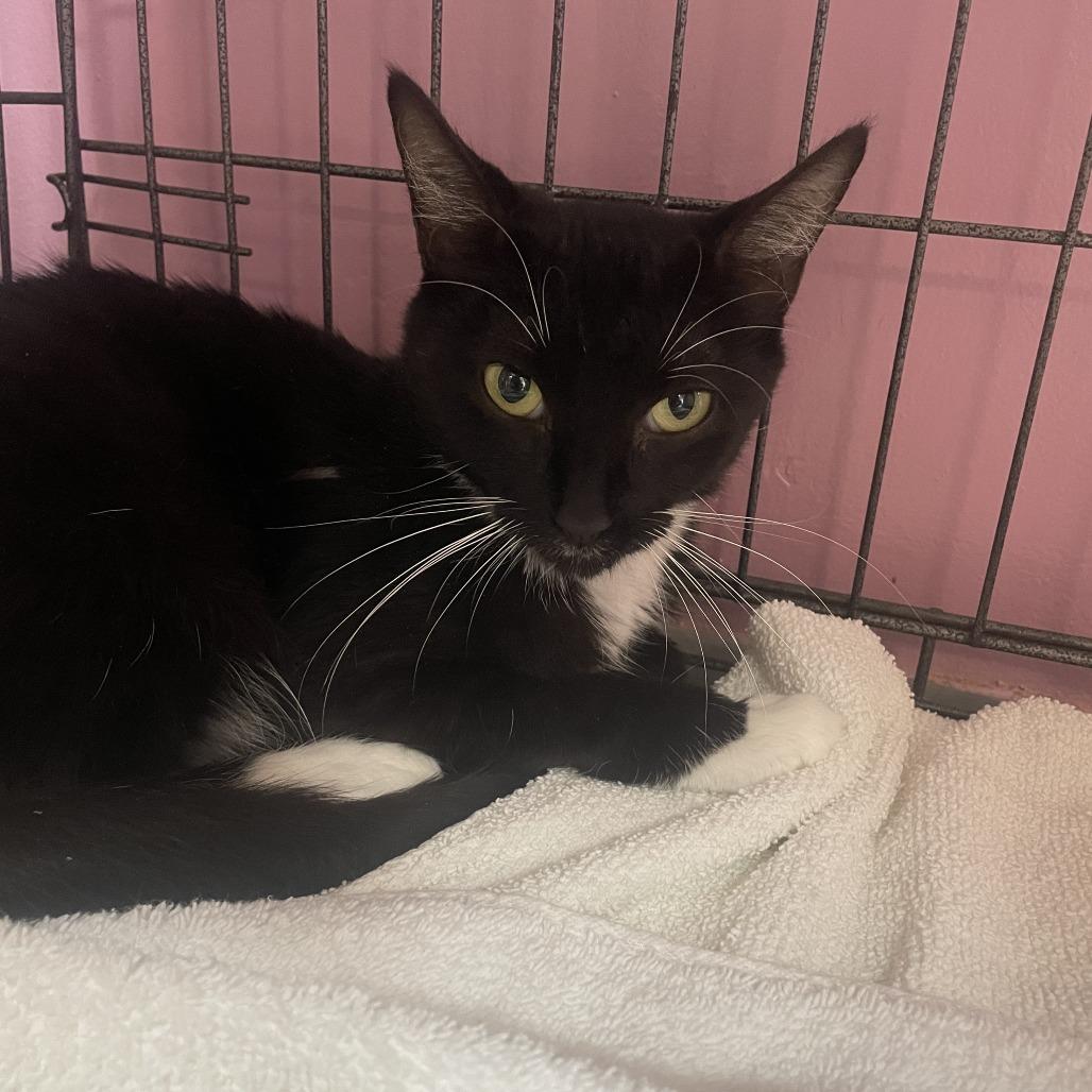 Wonder, Adoptable, Adult Female Domestic Short Hair.