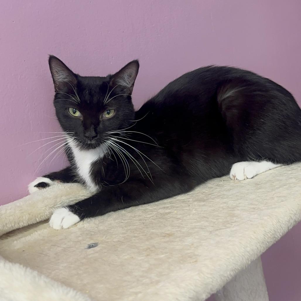 Wonder, a Adoptable Domestic Short Hair in Branson, MO image 2/6
