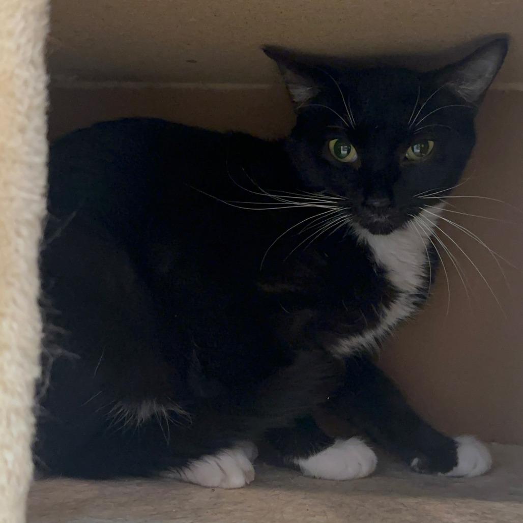 Wonder, a Adoptable Domestic Short Hair in Branson, MO image 2/2