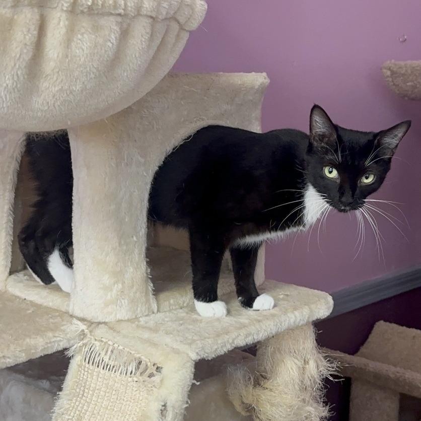 Wonder, a Adoptable Domestic Short Hair in Branson, MO image 4/6