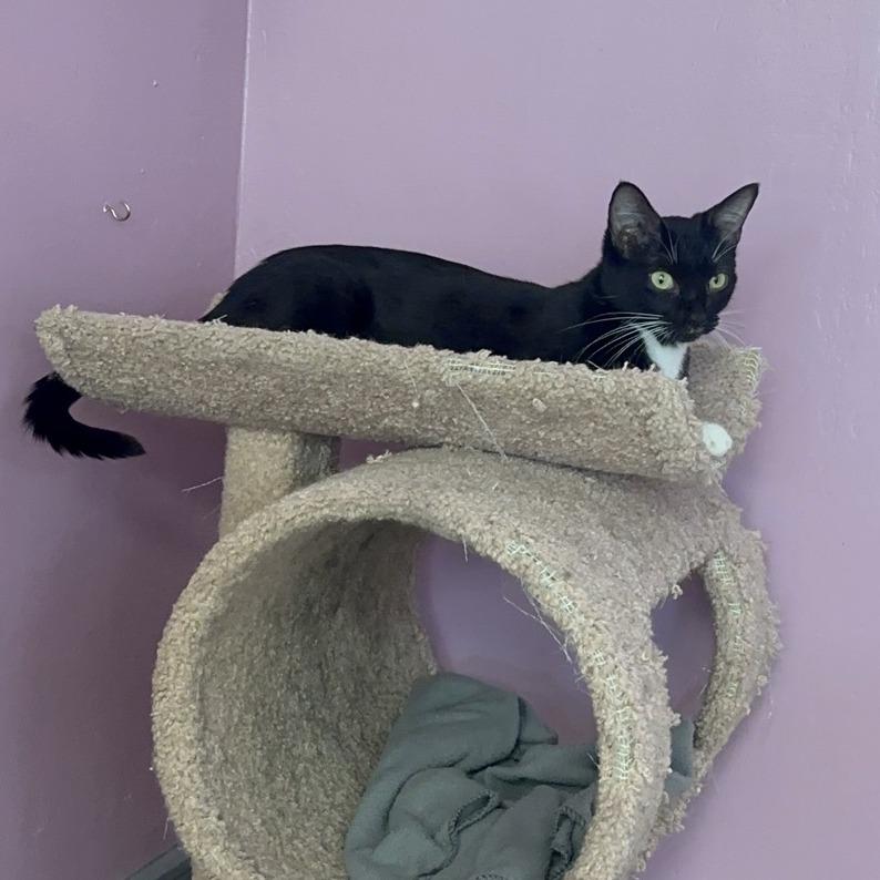 Wonder, a Adoptable Domestic Short Hair in Branson, MO image 5/6