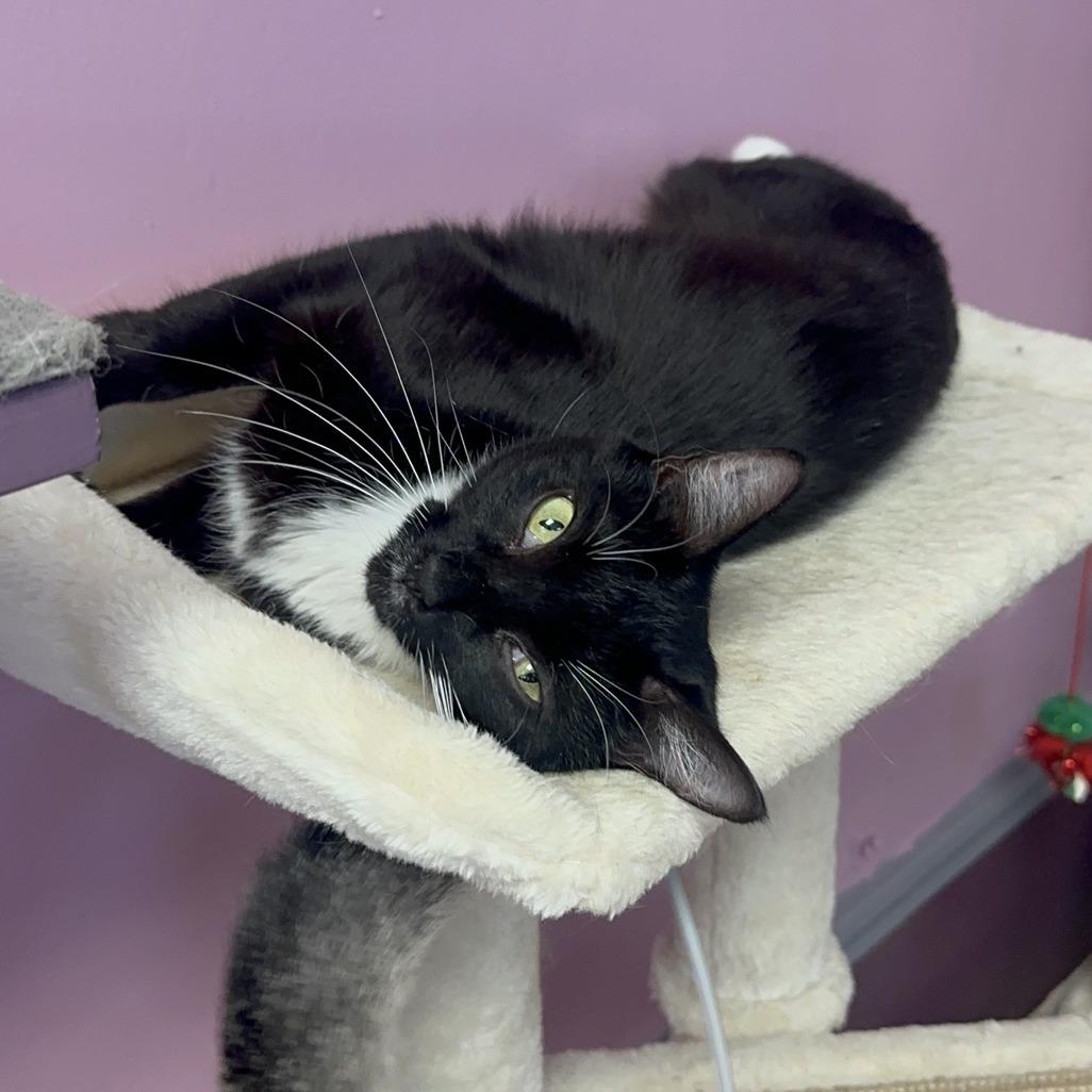 Wonder, a Adoptable Domestic Short Hair in Branson, MO image 6/6