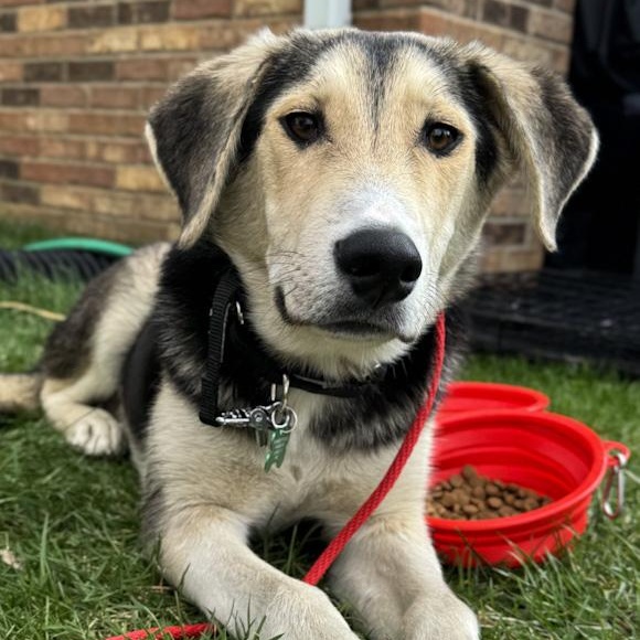 Enlarge Willie Nillie, a ADOPTABLE mixed breed in Toledo, OH image 1/1