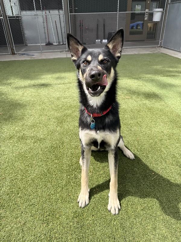 Enlarge Denali, a ADOPTABLE Mixed Breed in Truckee, CA image 6/6