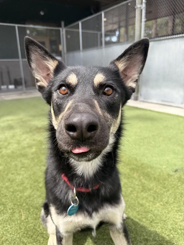 Denali, ADOPTABLE, Adult Male Mixed Breed.