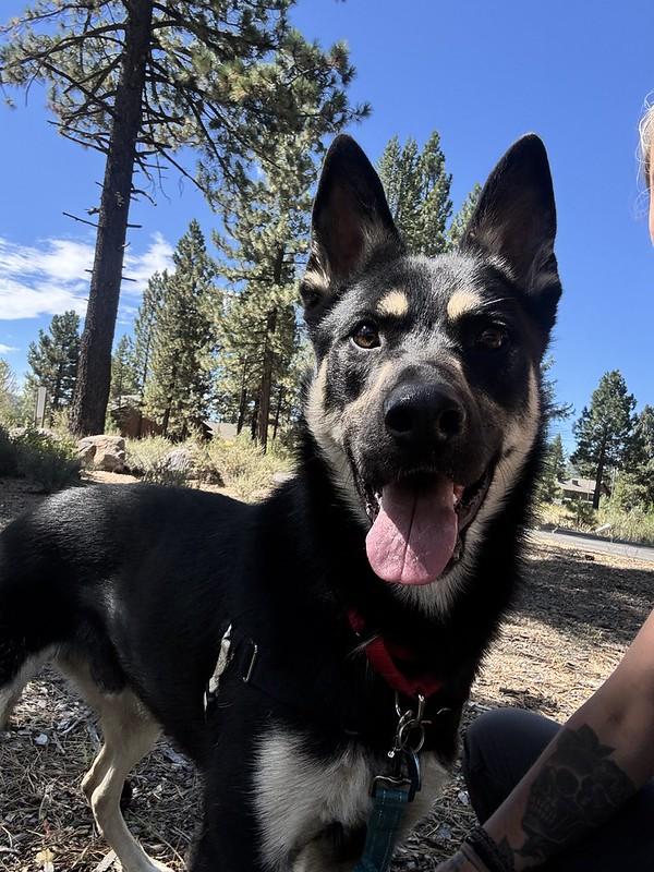 Enlarge Denali, a ADOPTABLE Mixed Breed in Truckee, CA image 2/6