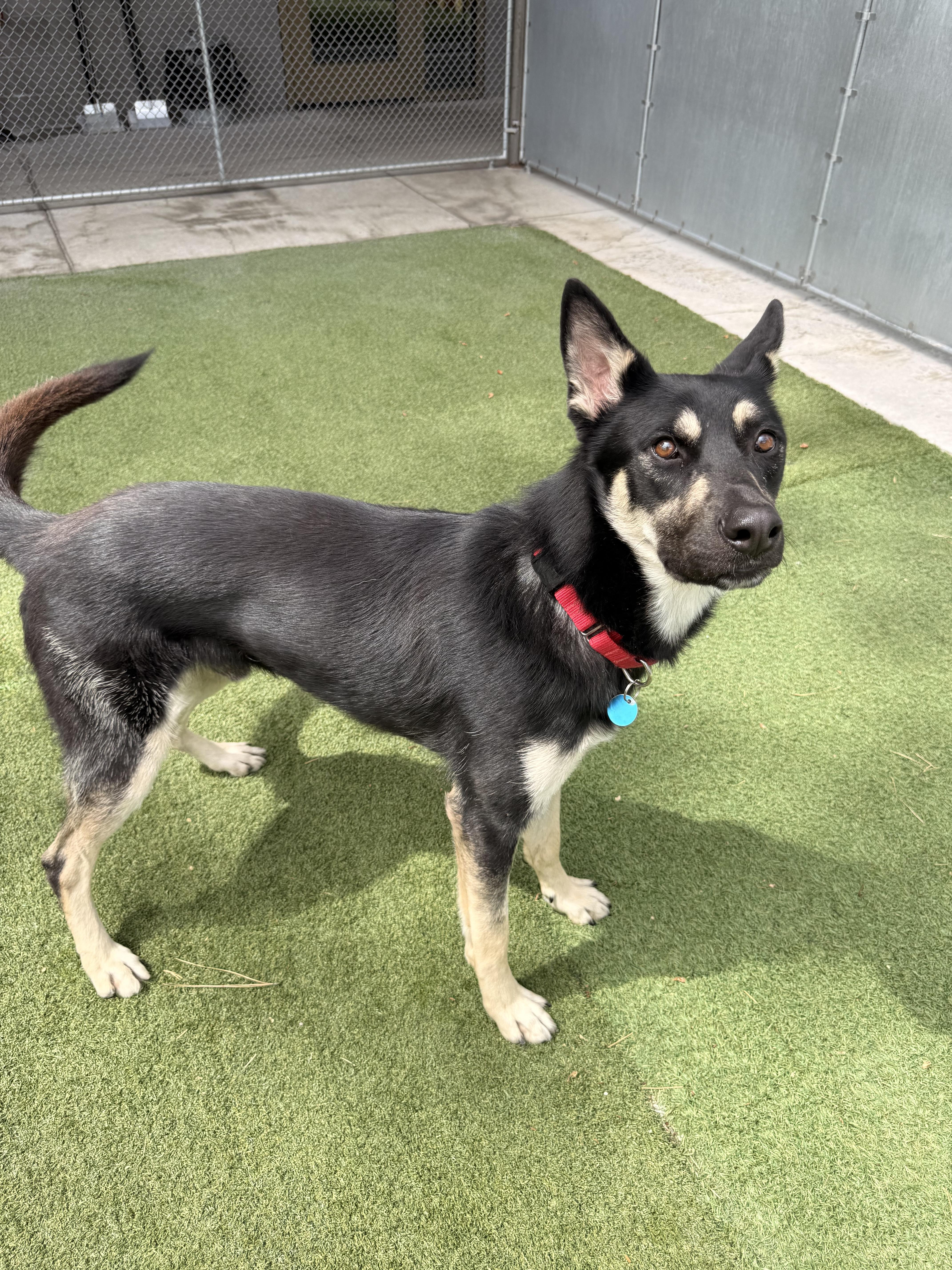 Enlarge Denali, a ADOPTABLE Mixed Breed in Truckee, CA image 5/6