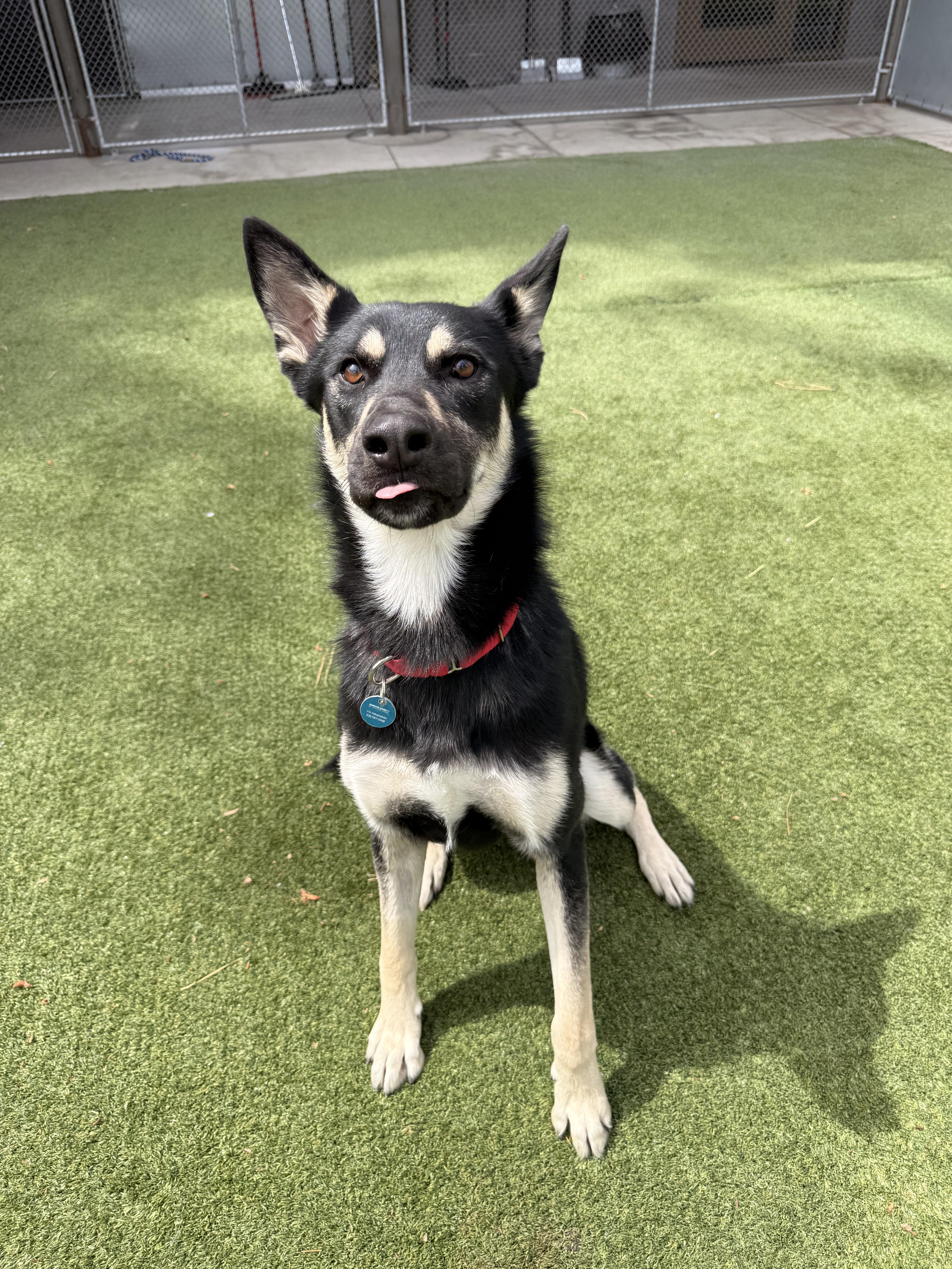 Enlarge Denali, a ADOPTABLE Mixed Breed in Truckee, CA image 3/6