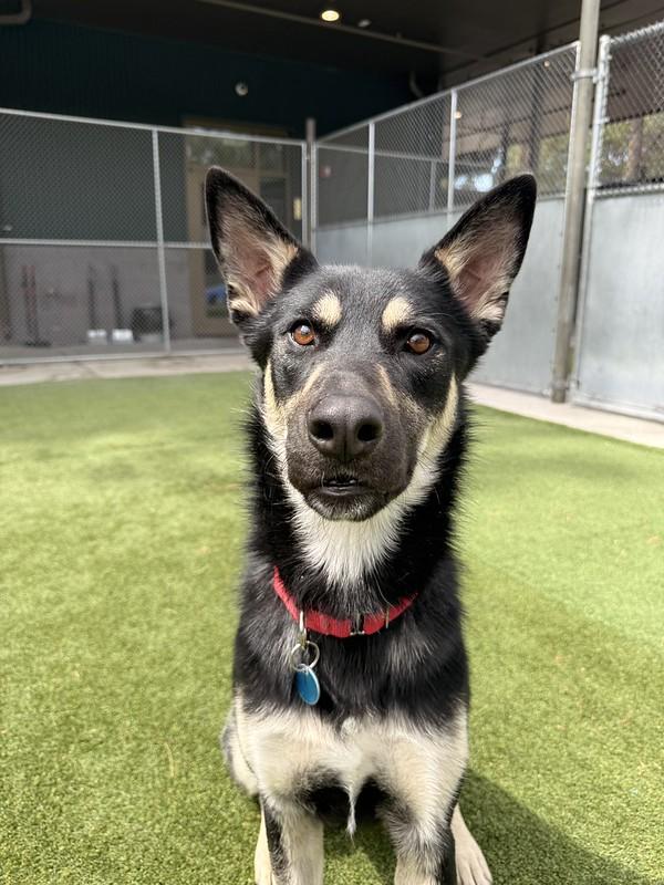Enlarge Denali, a ADOPTABLE Mixed Breed in Truckee, CA image 4/6
